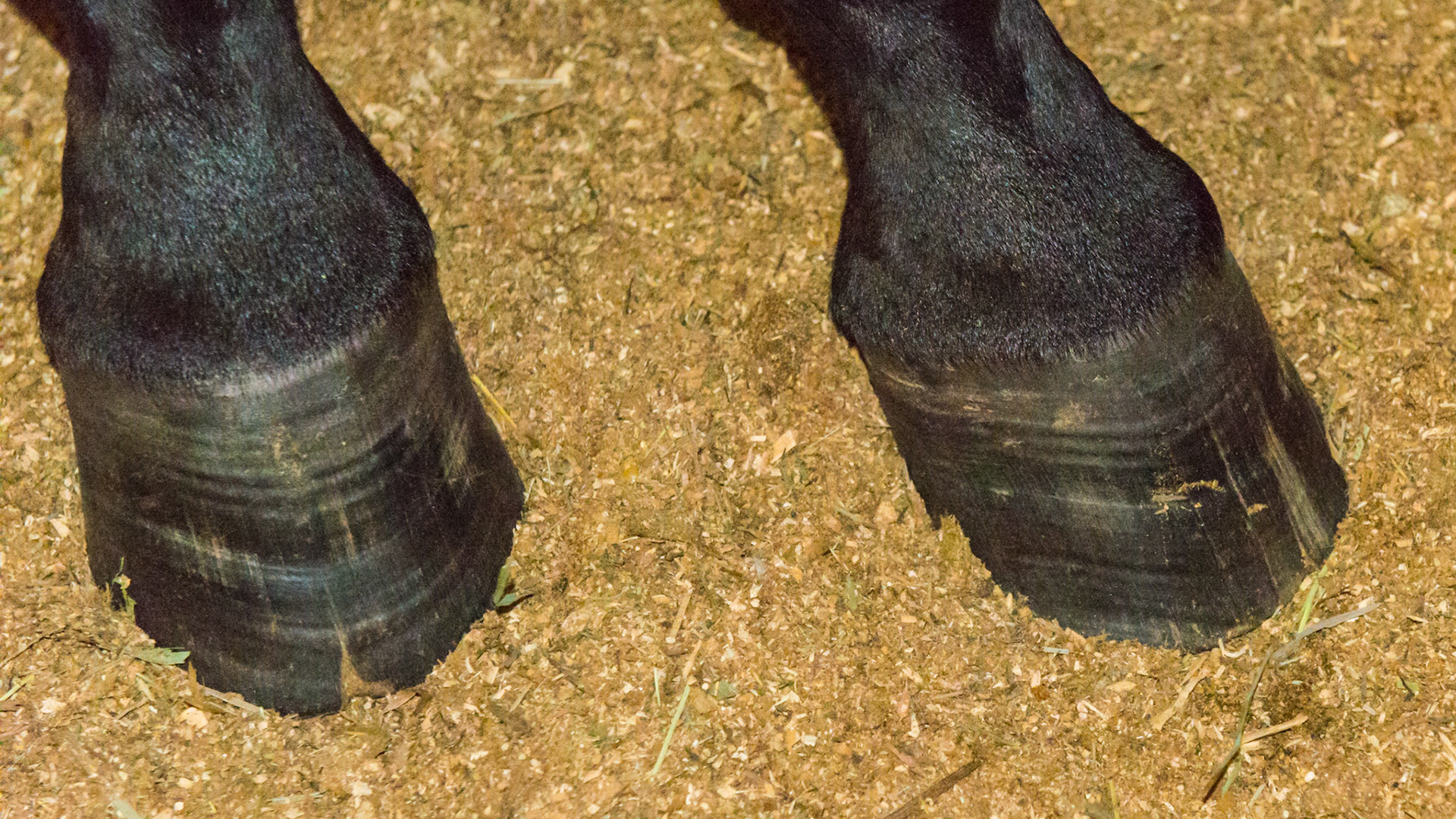 Growth rings in a rescued horse