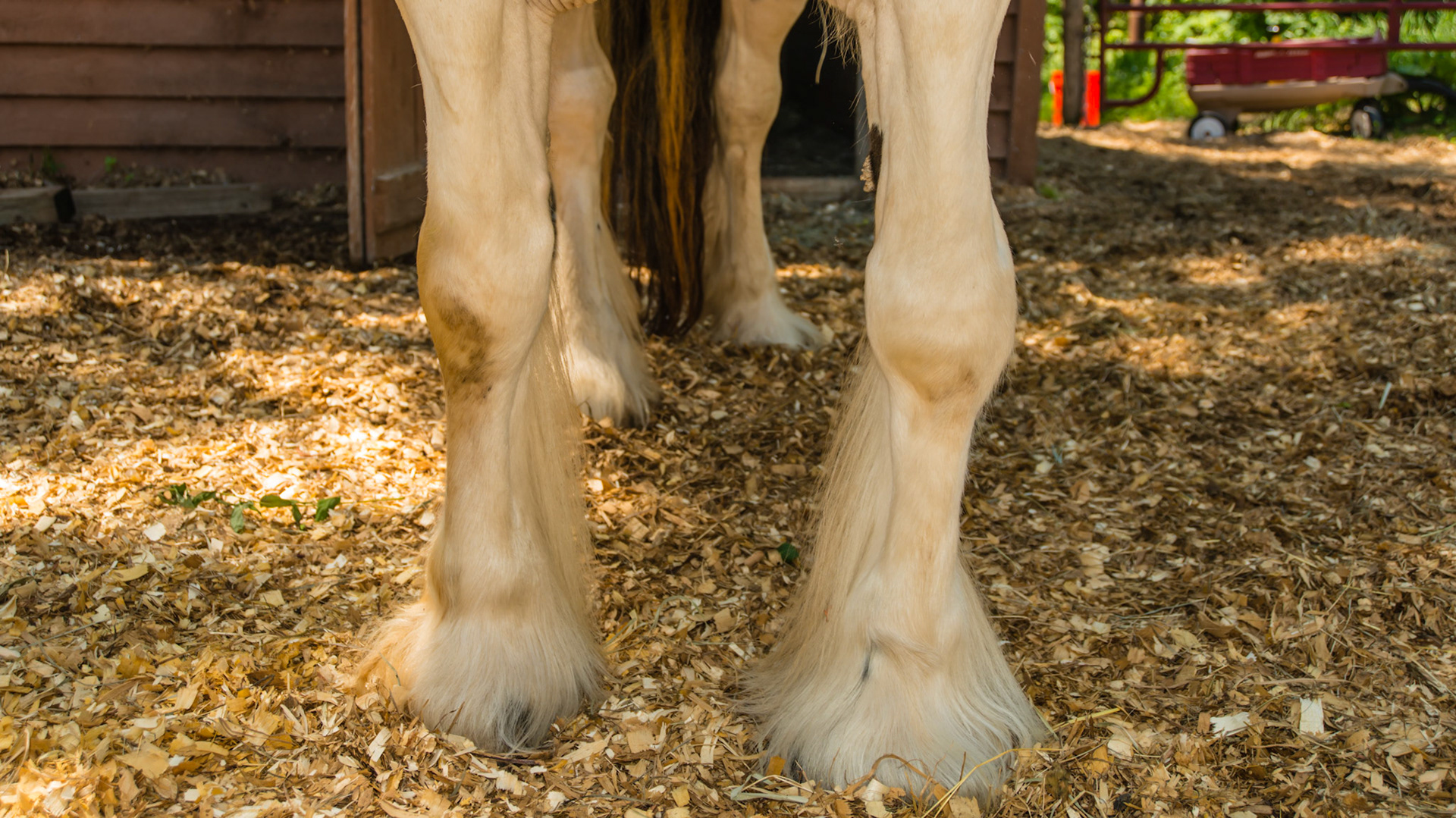 5 yr Gypsy Vanner has a varus deflection (to the outside) of the left forelimb.