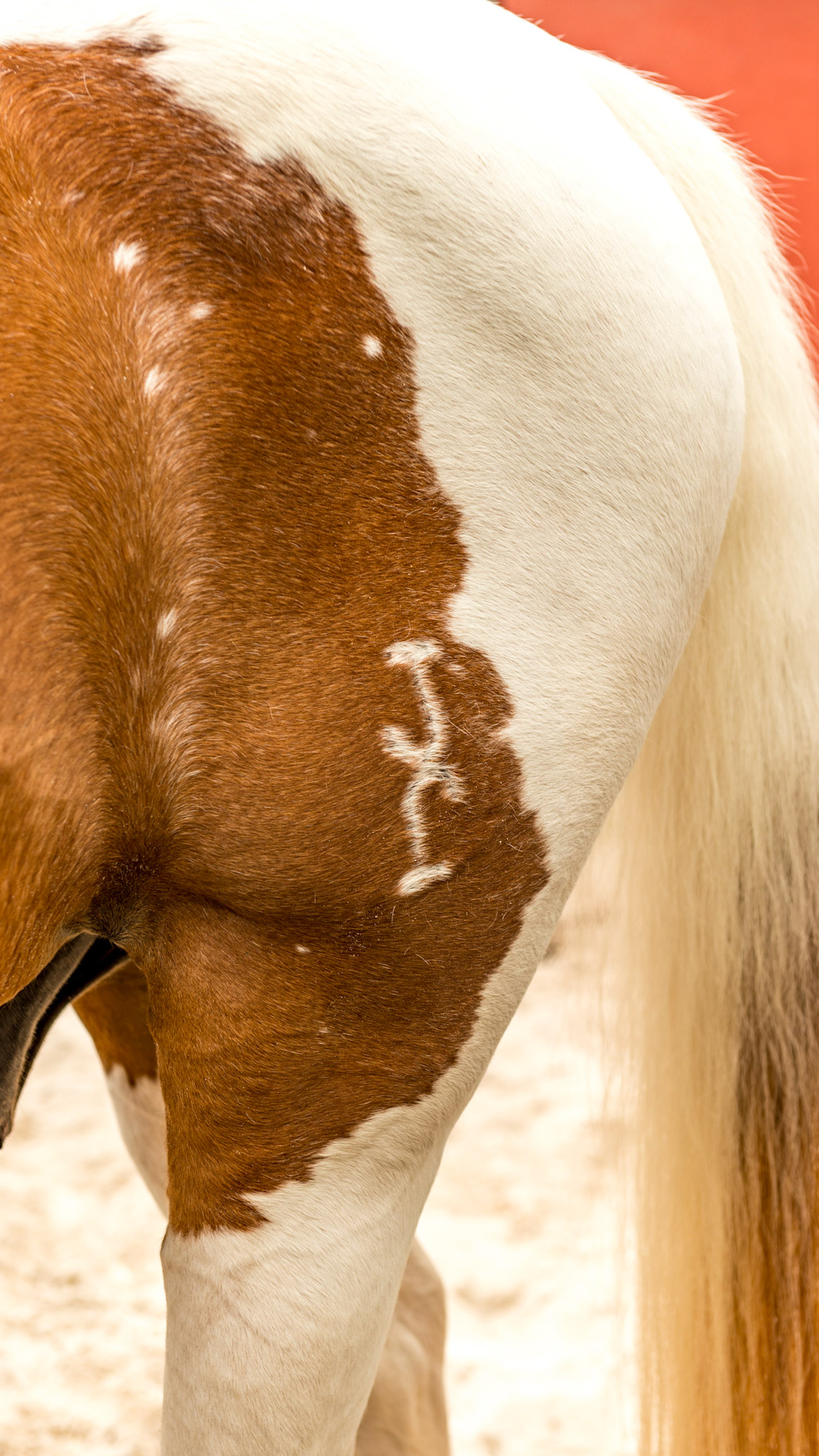 A brand on the flank