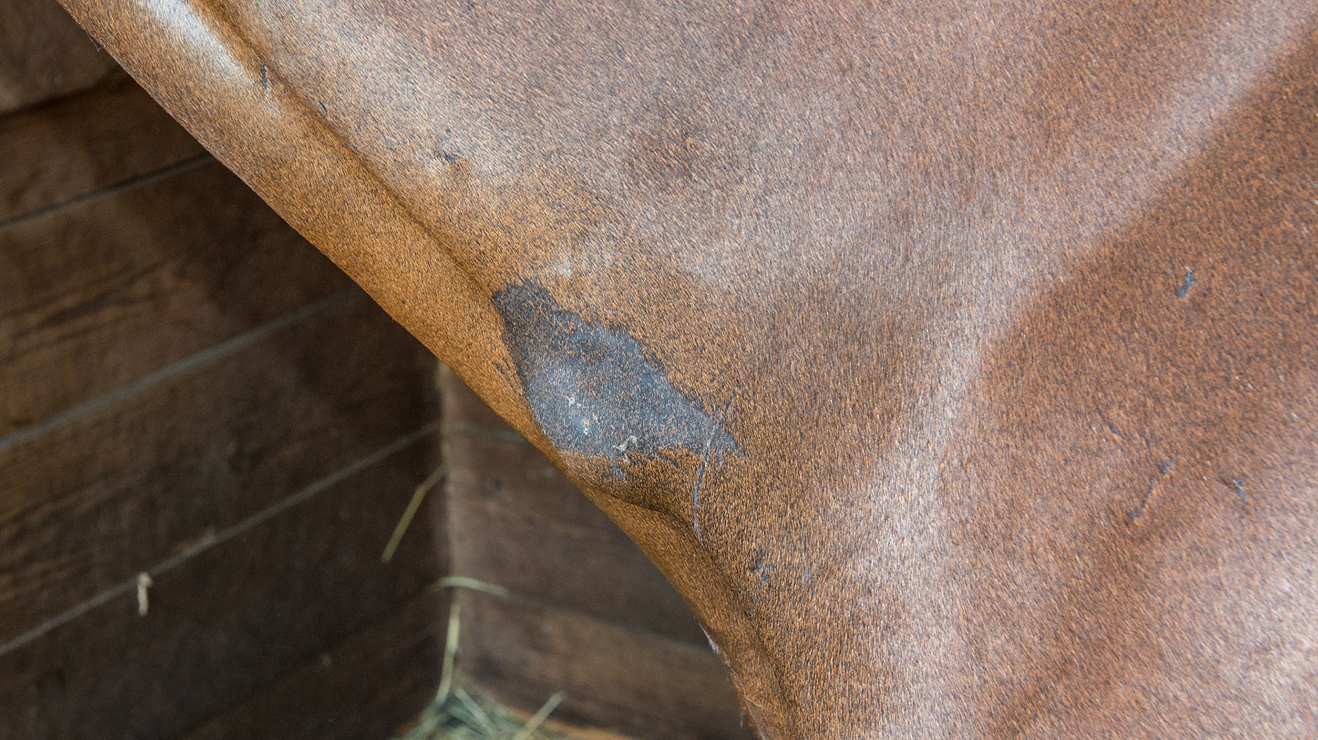 Hematoma on the chest of this horse after running through a fence. This soft sack is filled with serum and/or blood but is sterile and should never be lanced or drained with a needle.  A hematoma is filled with blood, a serum is filled with serum and an abscess is filled with pus.  They all look the same from the outside but are different to the touch.