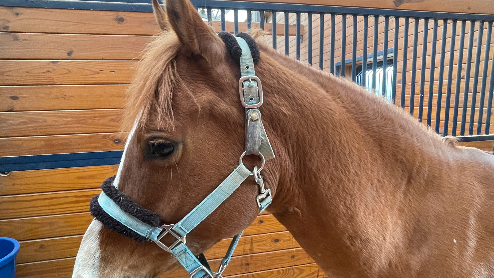 Home made break-away halter.