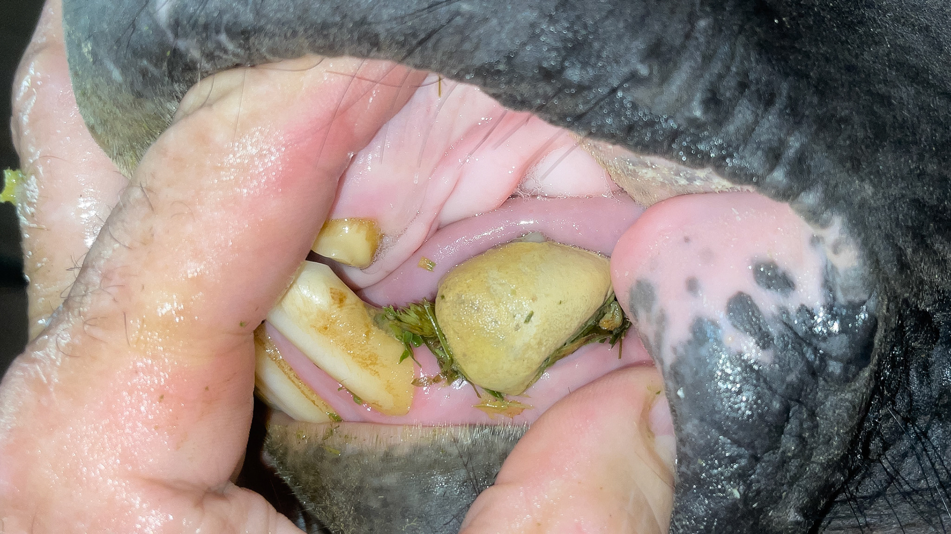 Large amounts of tartar before and after removal.