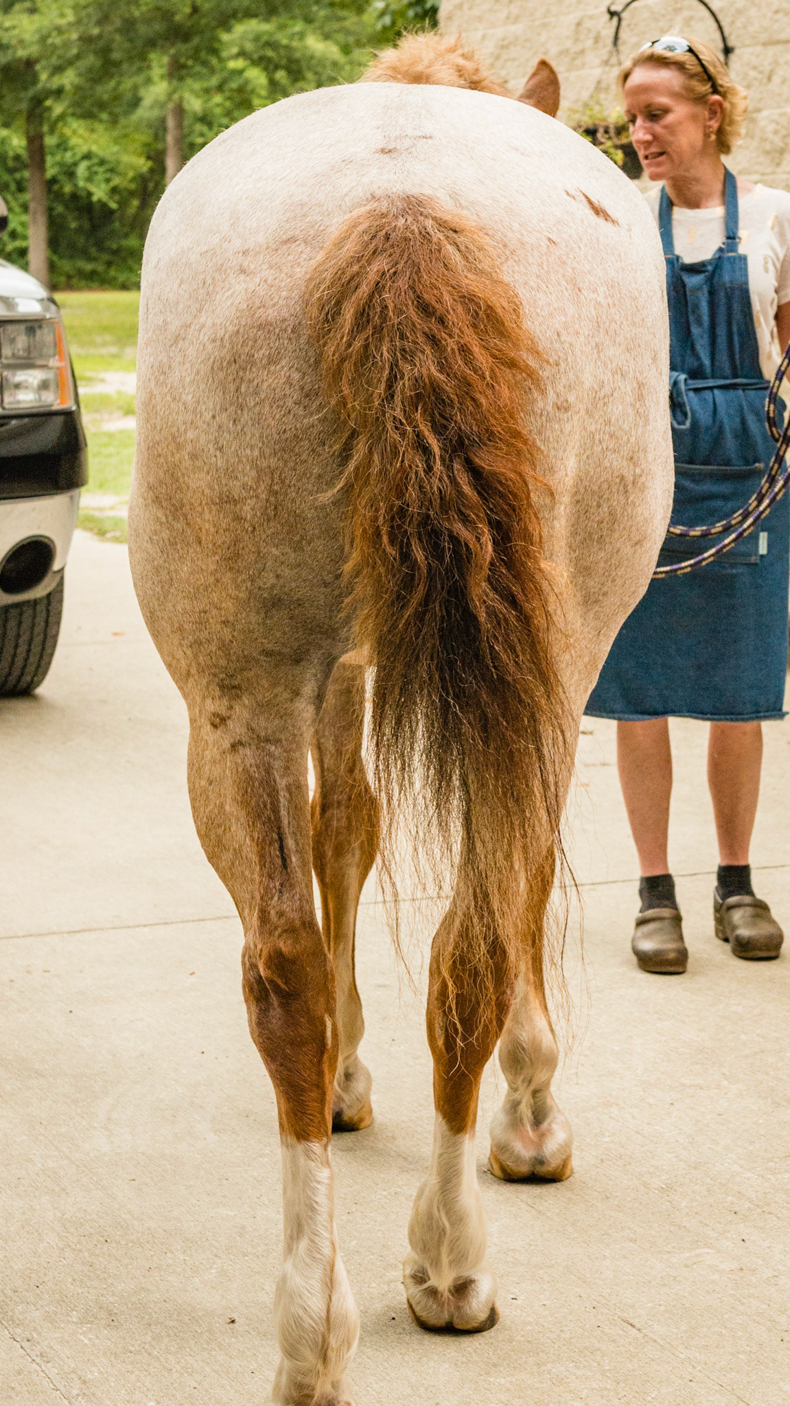 Red roan - Mustang Curly Horse A - BCS 6 - Moderately Fleshy ~ A slight trough above the backbone but not the tail head.  Fat can easily be felt over the ribs and tail head and fat deposits can be seen along the withers, neck, and shoulders.