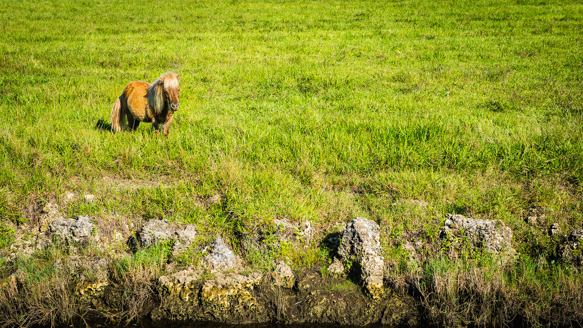 While this is a happy mini horse, the BCS is high and the availability of nutrition in this field of grass is unlimited.