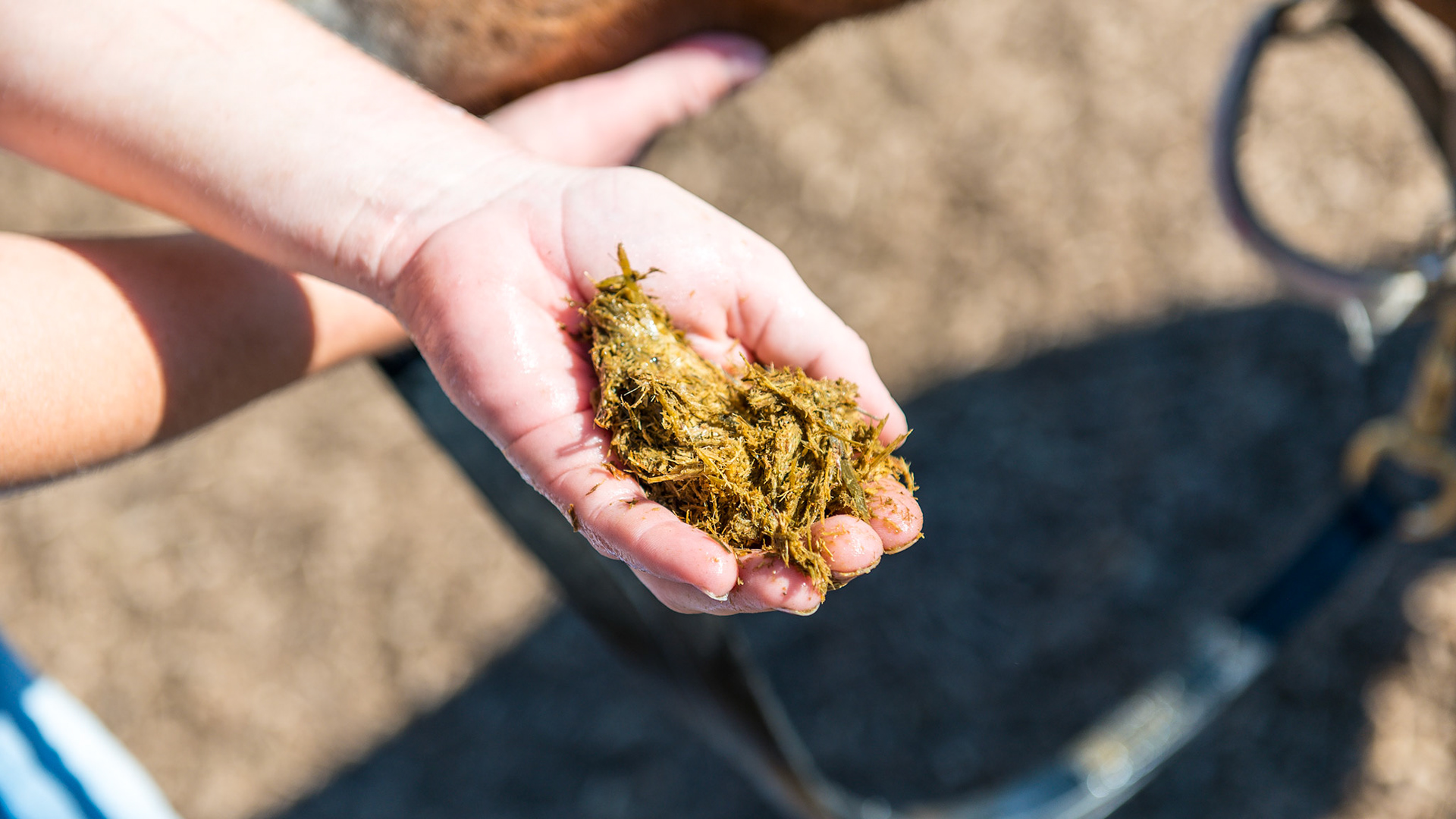 Melissa pulls out the 2nd handful of packed hay.