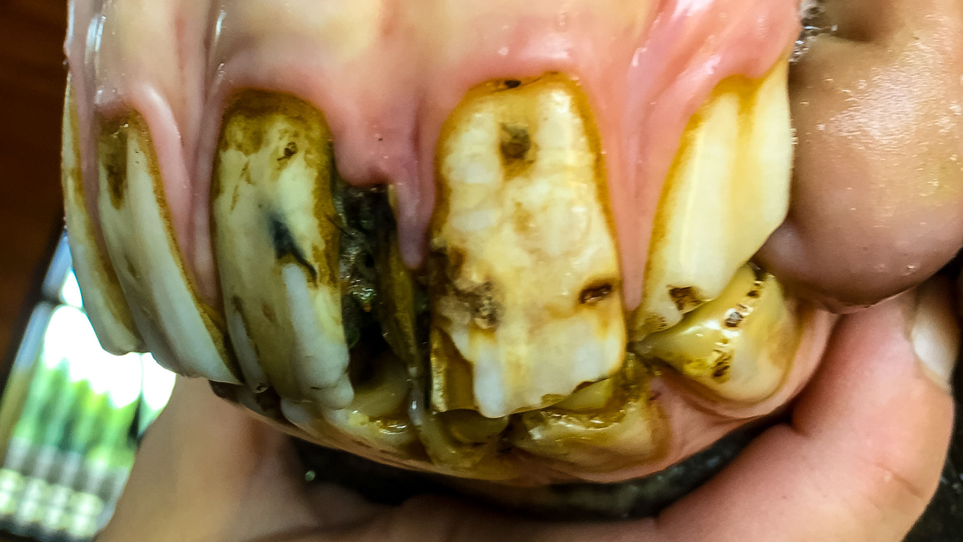 Incisor fracture horse - The upper 202 and the lower 302 incisors are both fractured in this horse. Cause is unknown but trauma is suspected. This series shows the before and after removal of the dead pieces of tooth with various views of the extracted pieces.