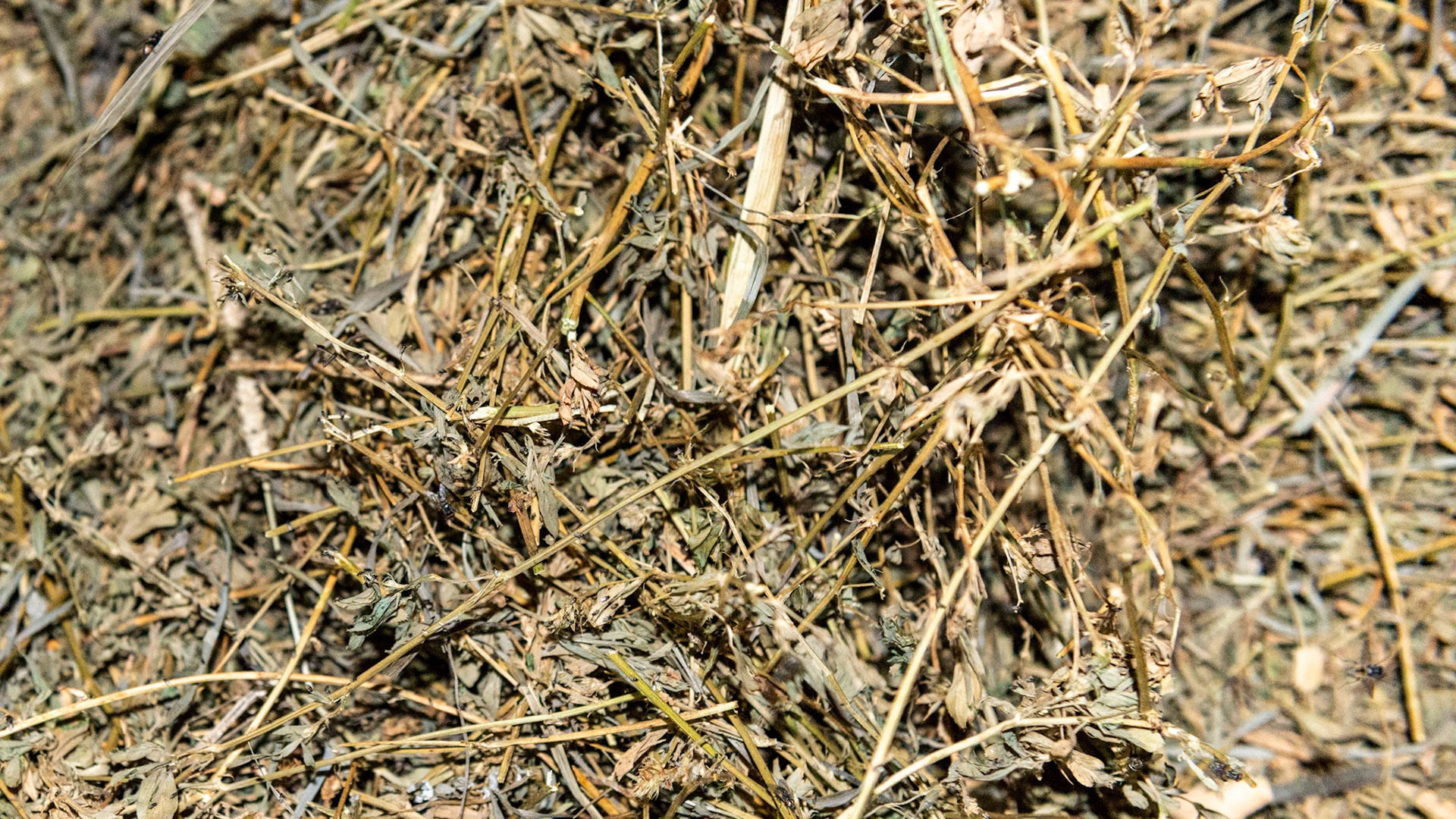 Mature alfalfa hay. Plenty of leaves, not very green, no flowers, thick stems.