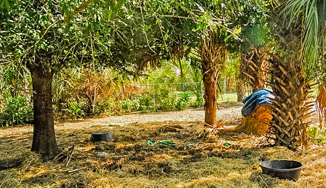 This is part of the pasture. Hard to see but a round bale is under the tarp and the ground is covered in scattered hay.