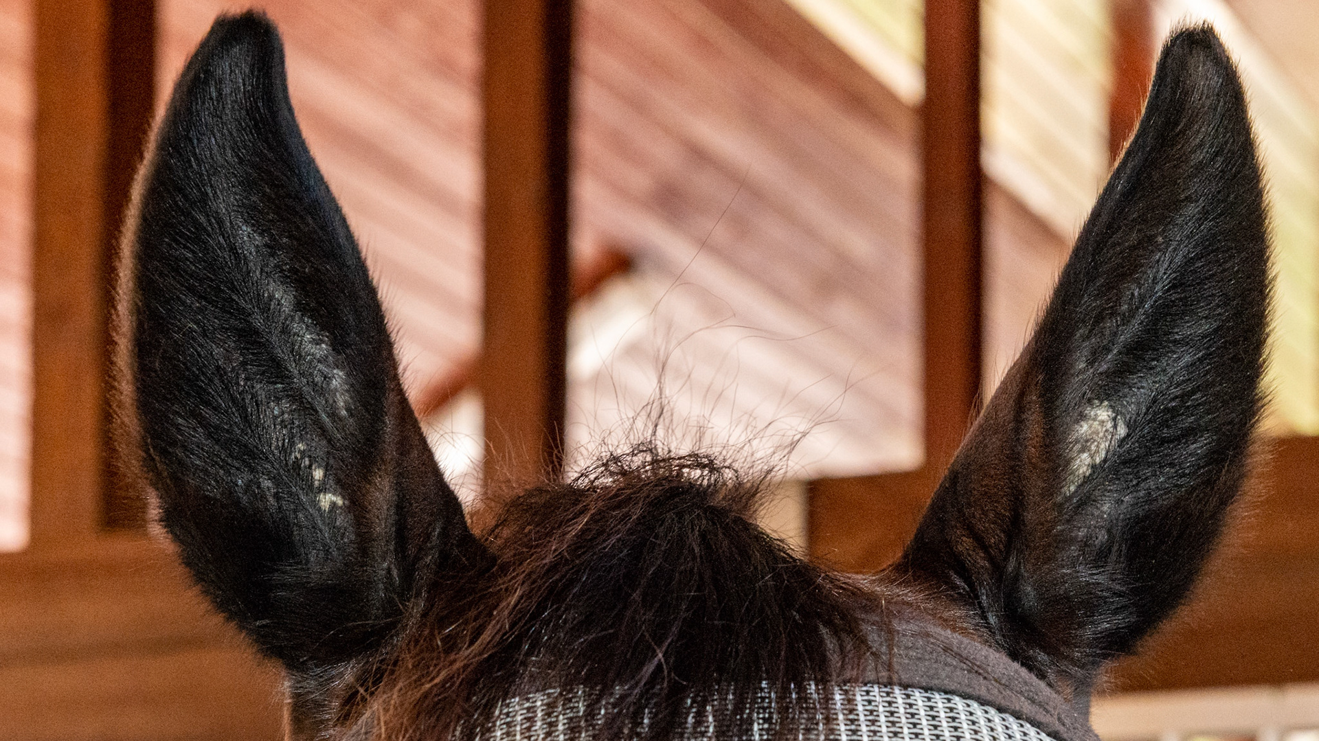 Aural plaques are gray to white crusty growths that form on the inside of one or both ears. They are caused by a type of equine papillomavirus that is similar but genetically different from warts on the muzzle and warts found on the penis.  There are a few untested treatments and these should be considered only when these become uncomfortable for the horse.  I have had them become very painful and completely fill the space formed by the ear. With anesthesia they were able to be de-bulked but soon they returned.