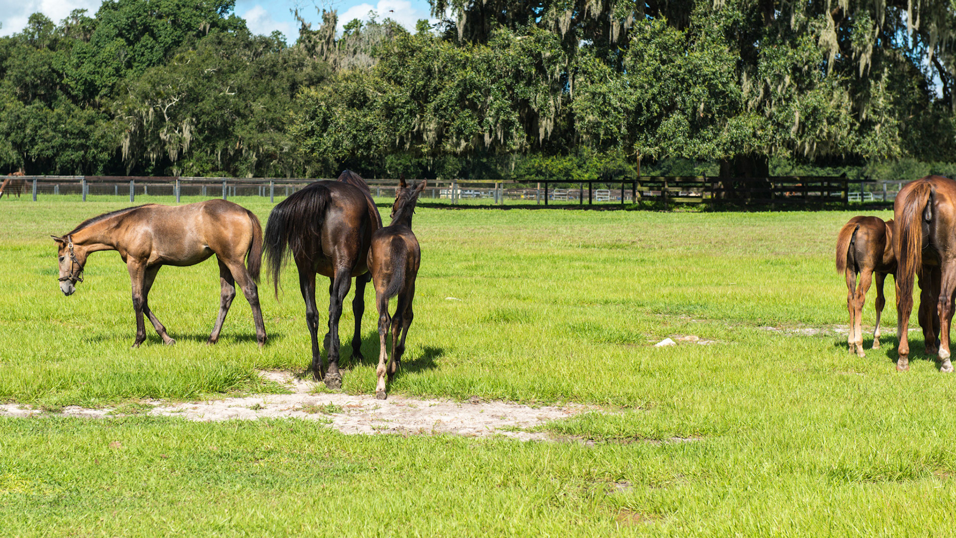 Foal A - 6 of 7 - The mare divides the two ending the possibility of tussle she feels her  young foal is not ready for.  This was such a subtle "mothering manouver" yet it was clear and effective.