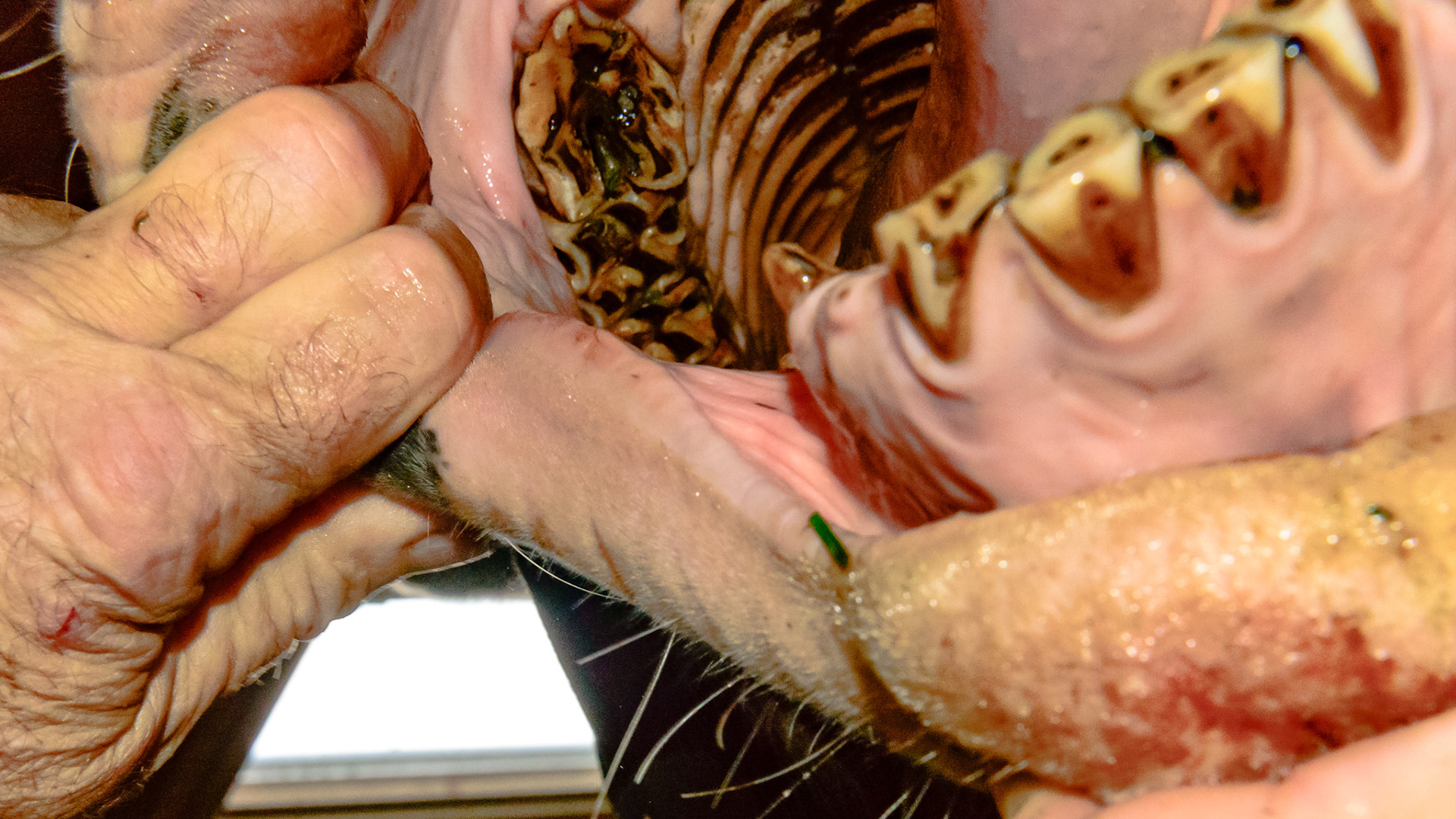 Cheek teeth fracture horse 9 -Fractured saggital 106