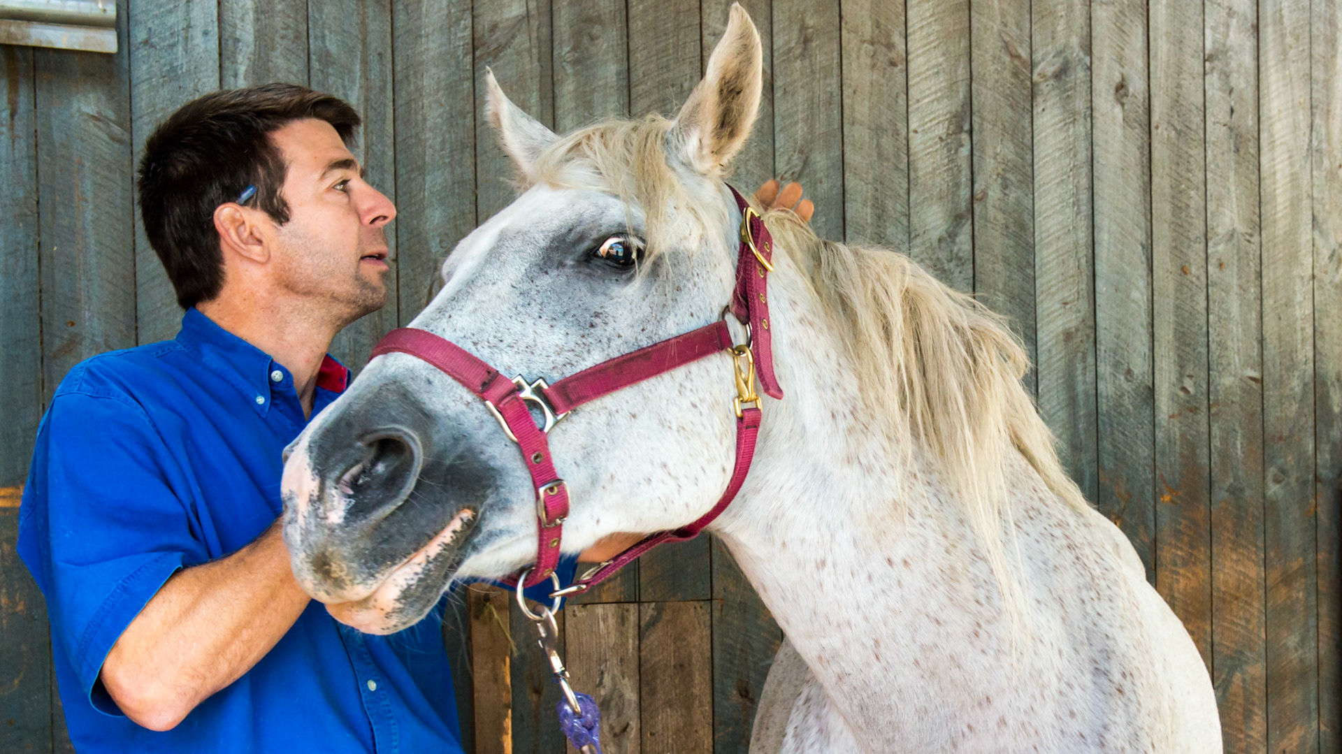 A veterinarian applying chiropractic therapy to a horse