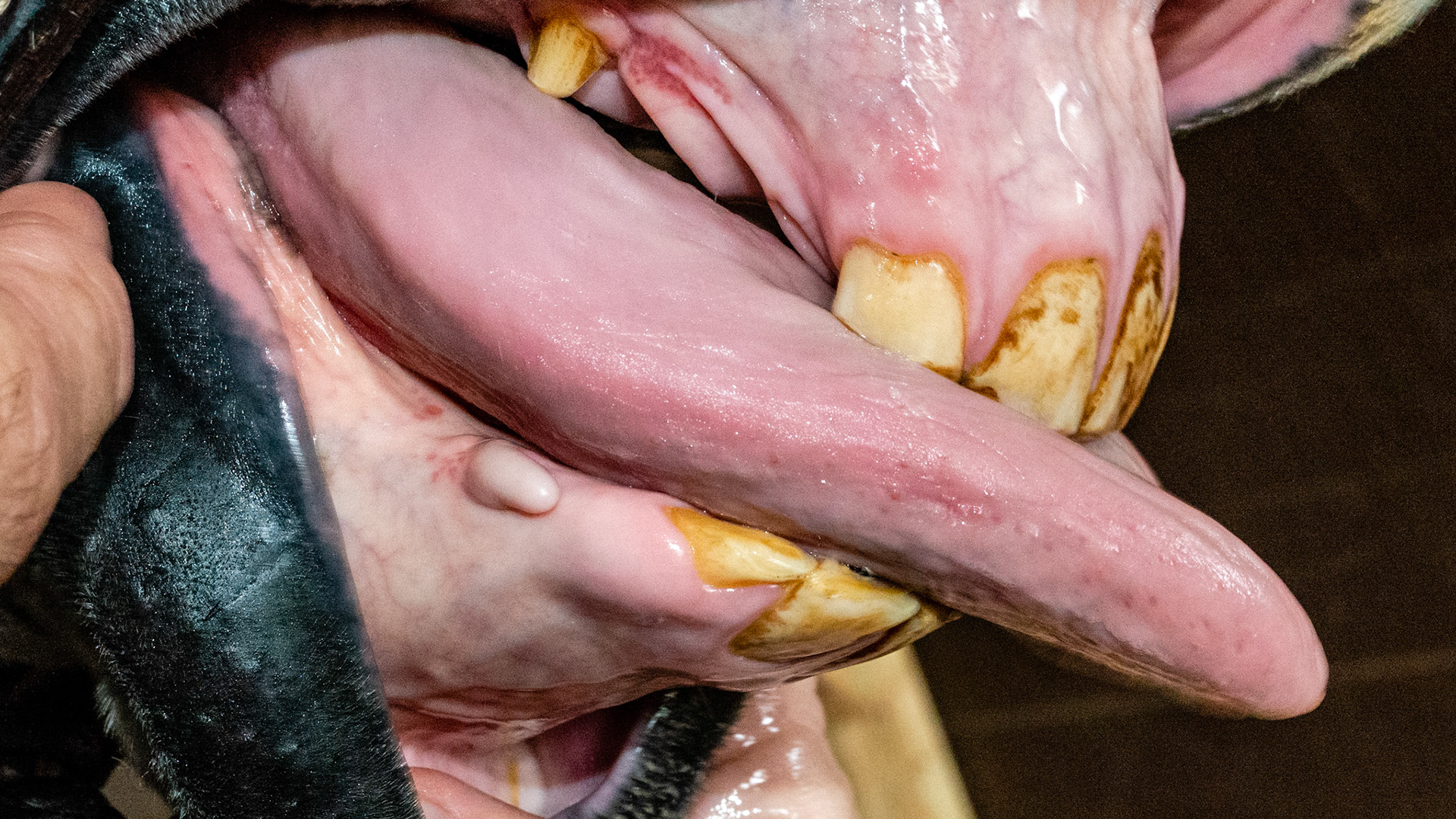 Soft tissue overllaying the area of the canine. No evidence of a tooth underneath.