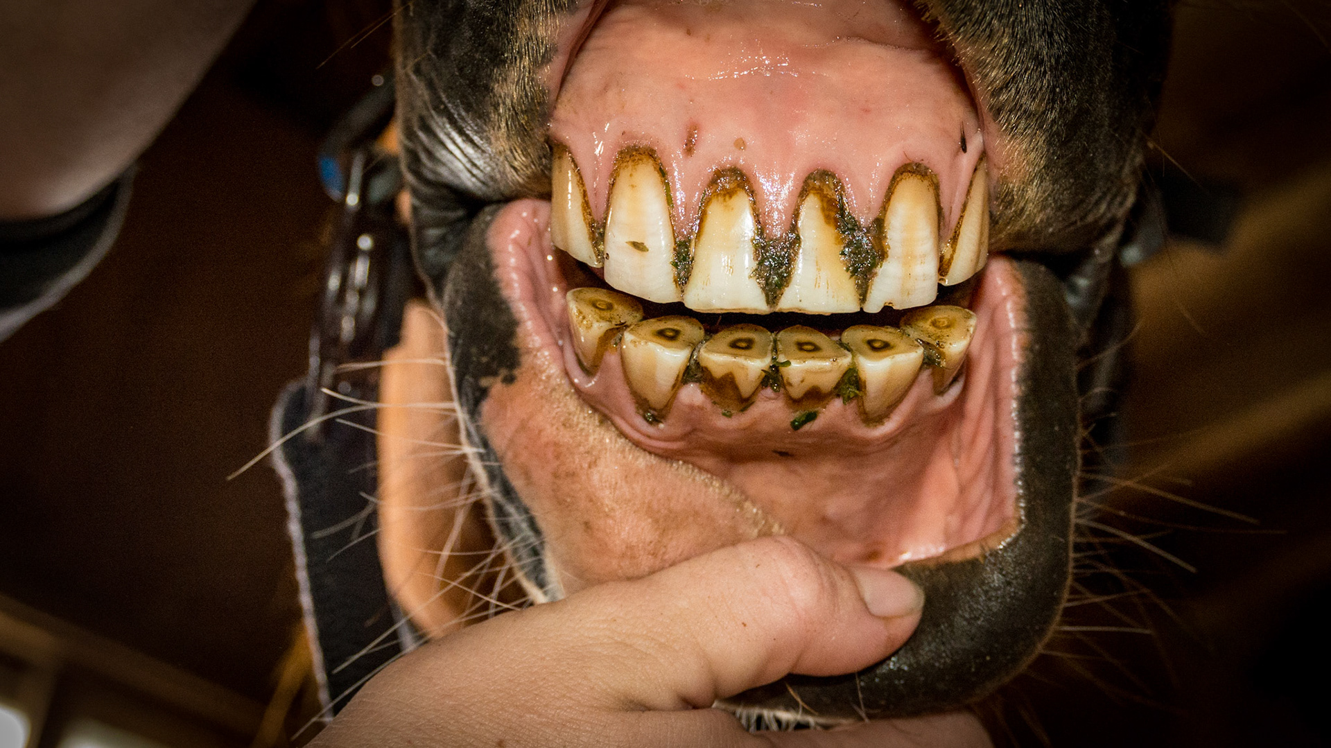 1/31/1989 = 24yr QH G - Horse E with relaxed incisors in a natural position -