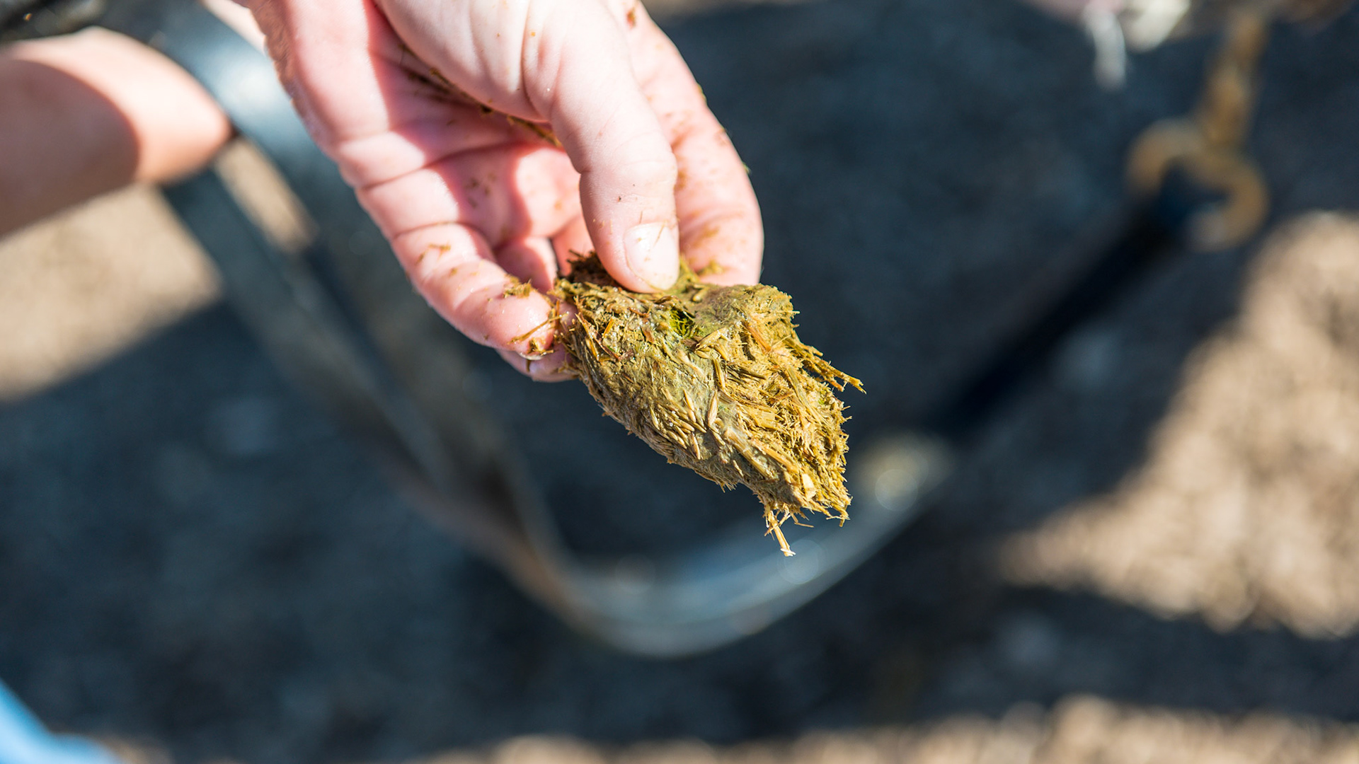 Melissa pulls out the 3rd handful of packed hay.