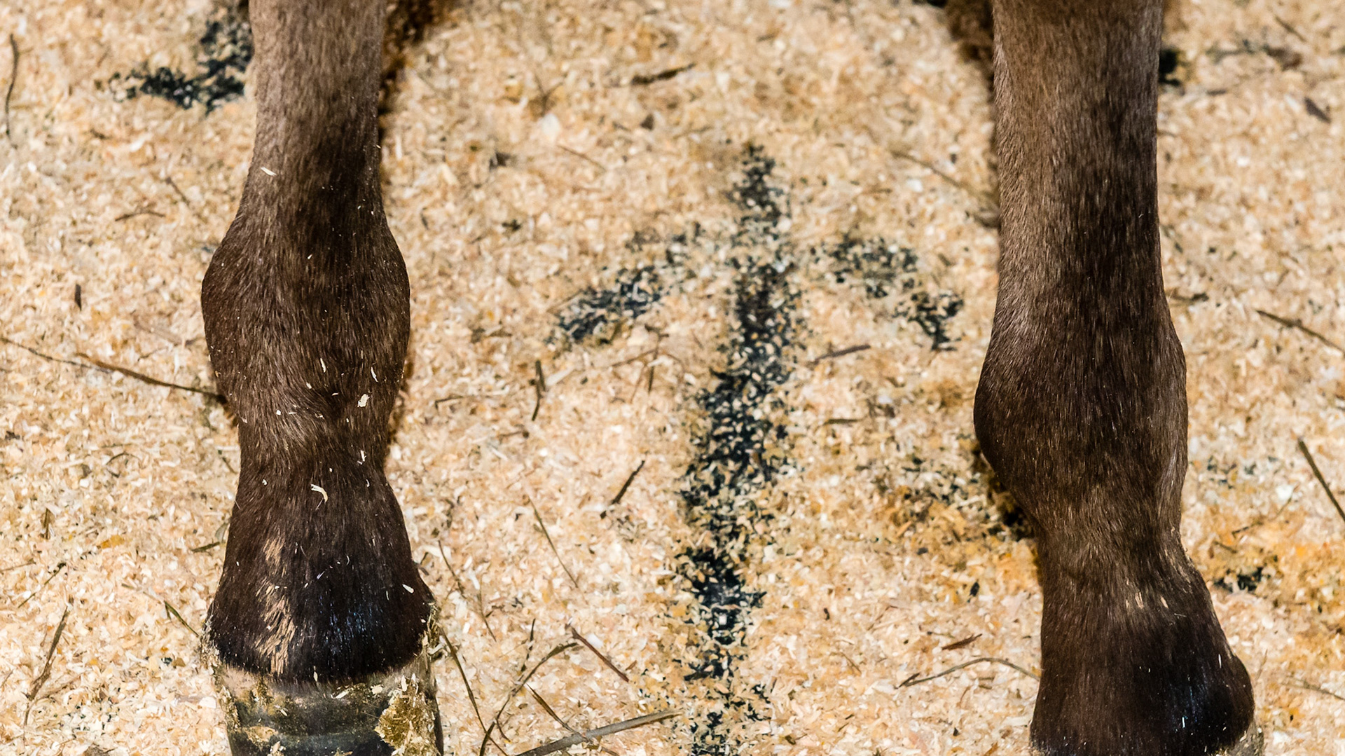 Both fetlock of this foal have rounded enlargements with is the enlargement of the proximal part of the growth plate (epiphysis) over developing from rapid growth due to excessive intake of calories.