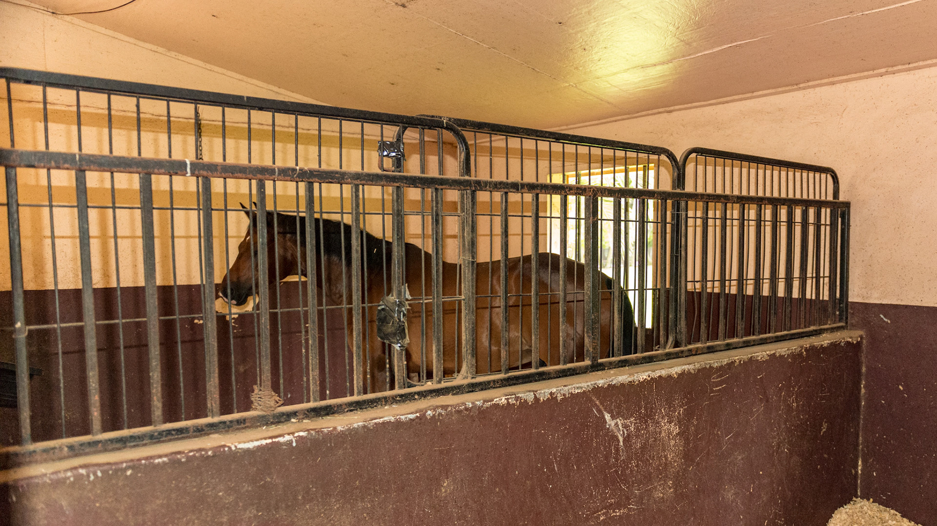 CBC stall wall topped with a steel partition and enhanced with 3 stall door screens attached to the partition with zip ties.