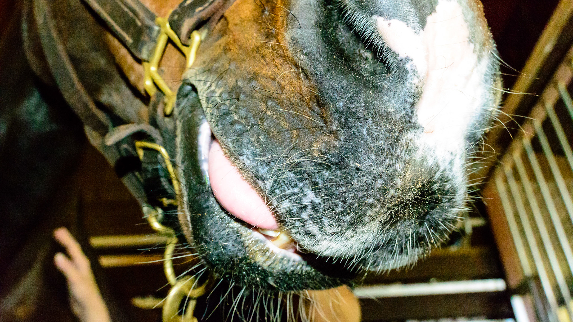 EOTRH horse 3 - with missing incisors and exposed tongue.