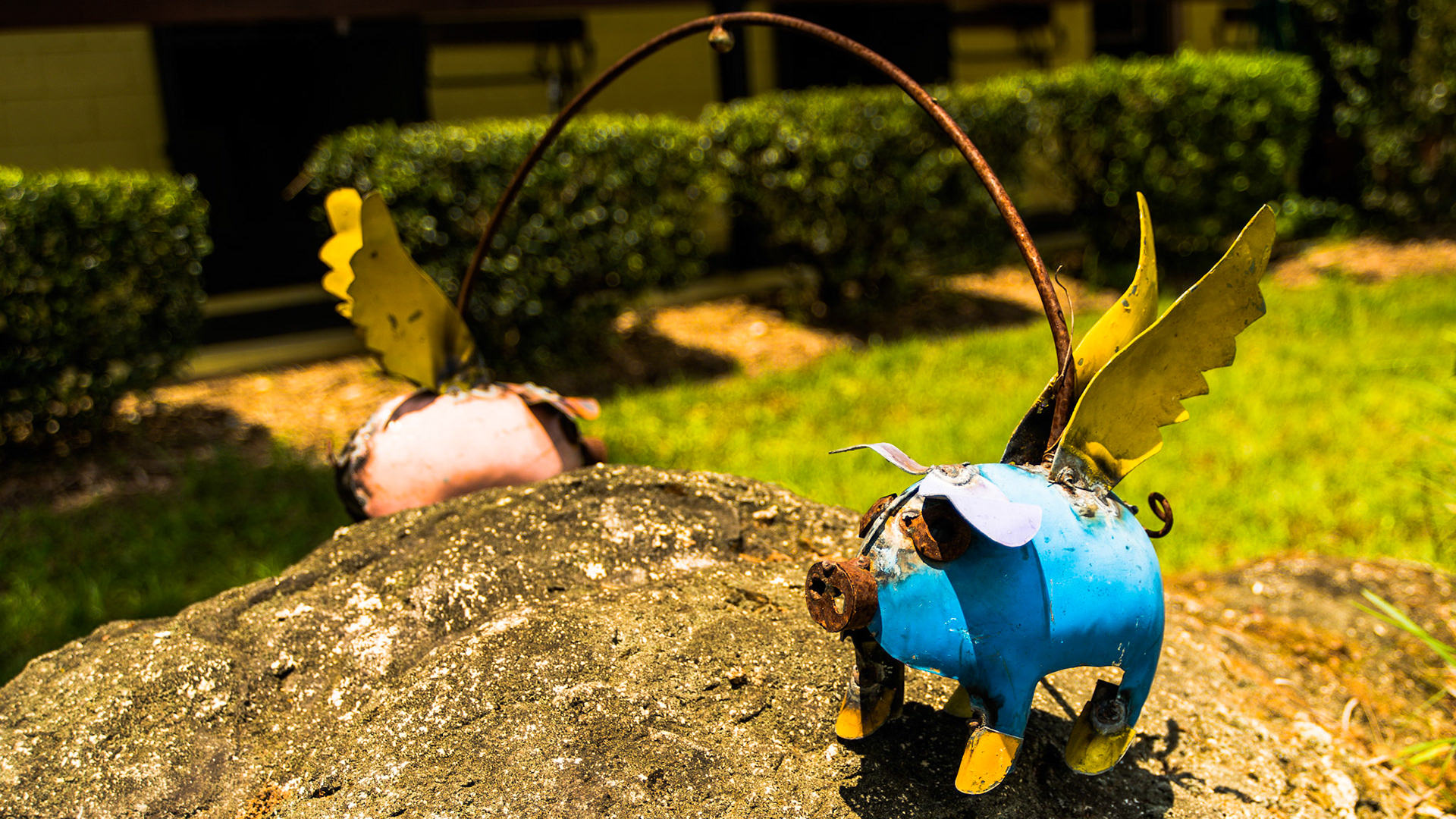 Pig art outside a barn in Williston, FL