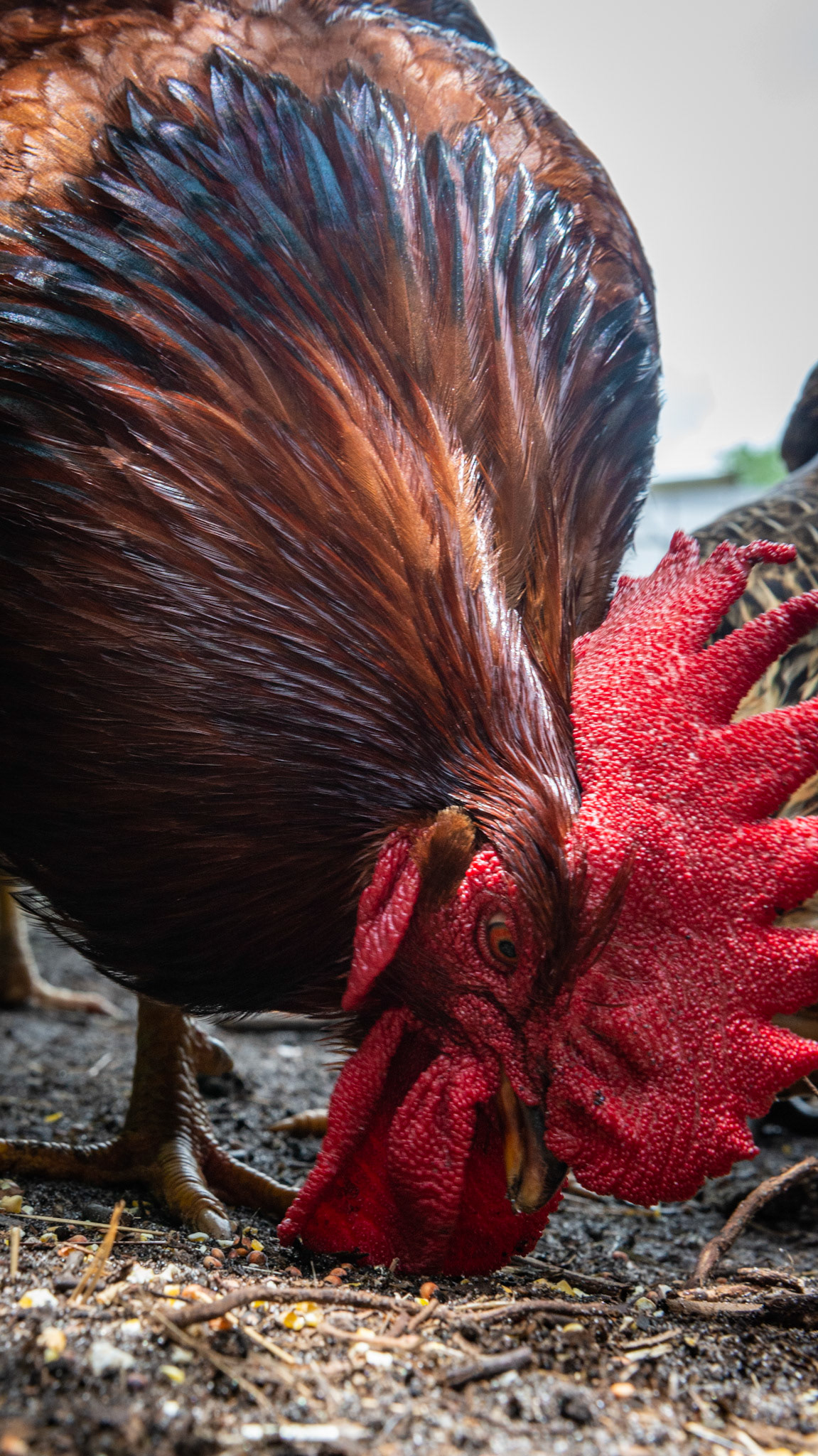 Morgan's chicken ranch