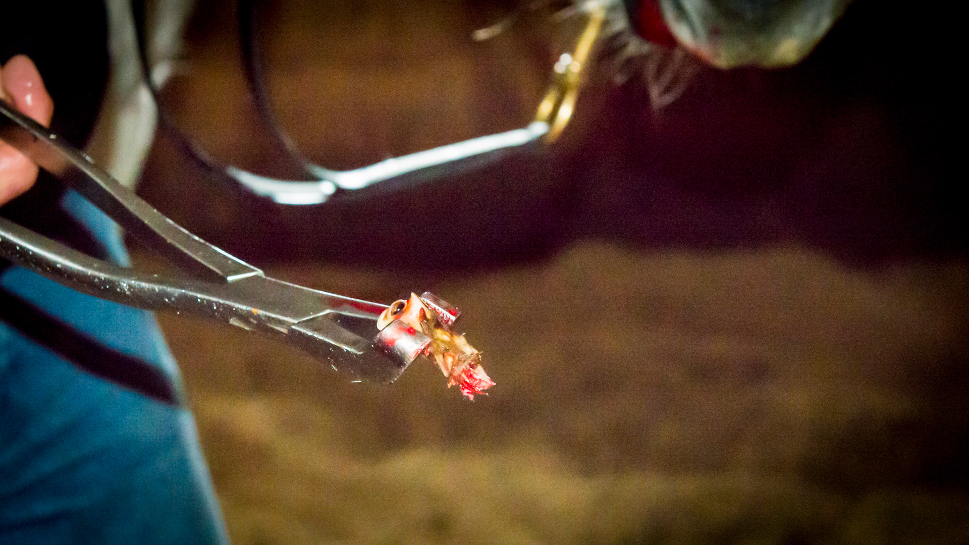 Incisor extraction horse - #102 extracted