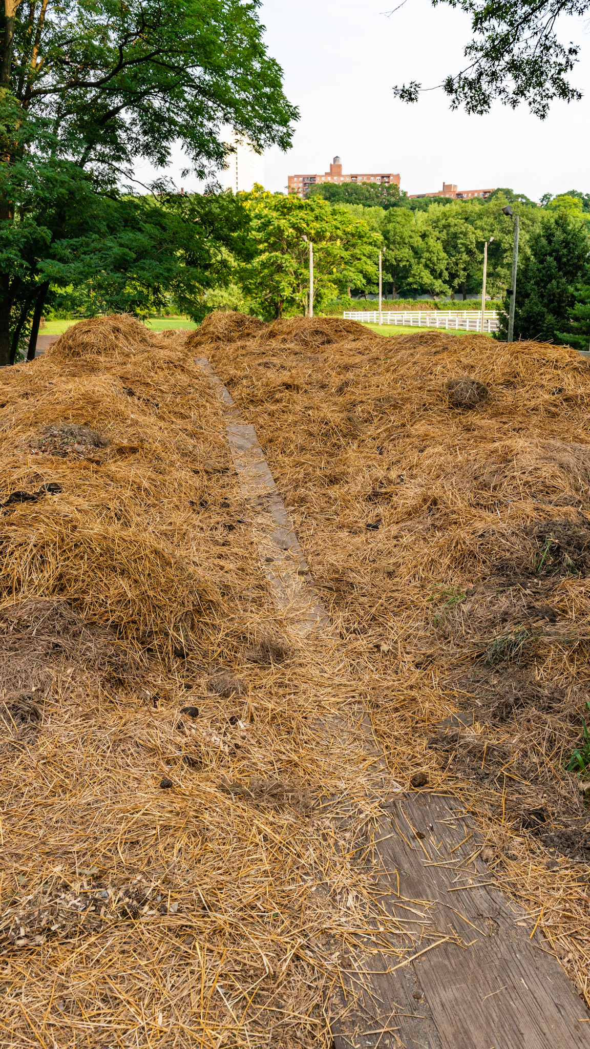 Overflowing manure pit with boards laid to help wheel barrows add more.