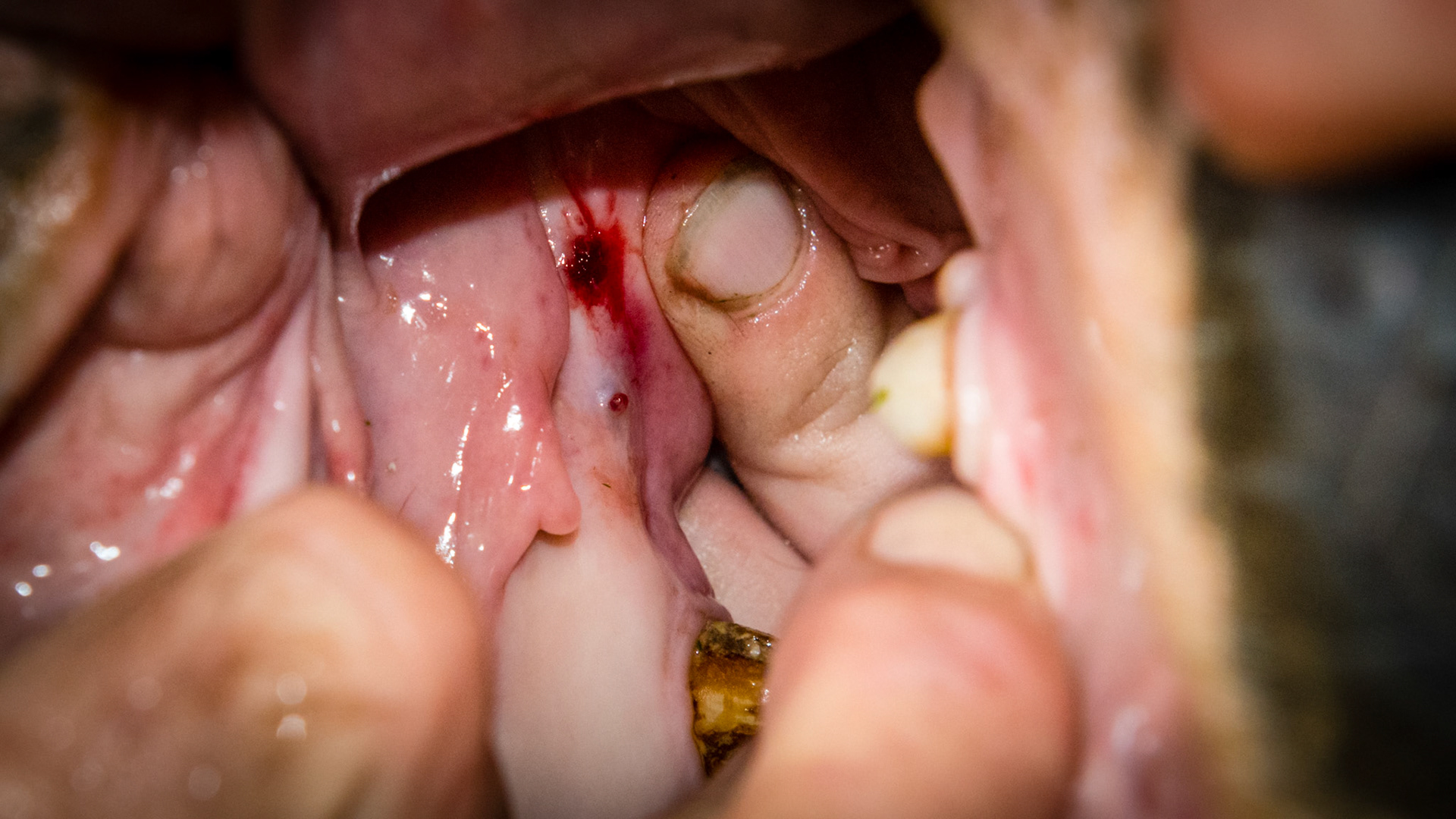 4/6 Blood is coming from the caudal lump and both blood and pus are coming from the rostral lump.