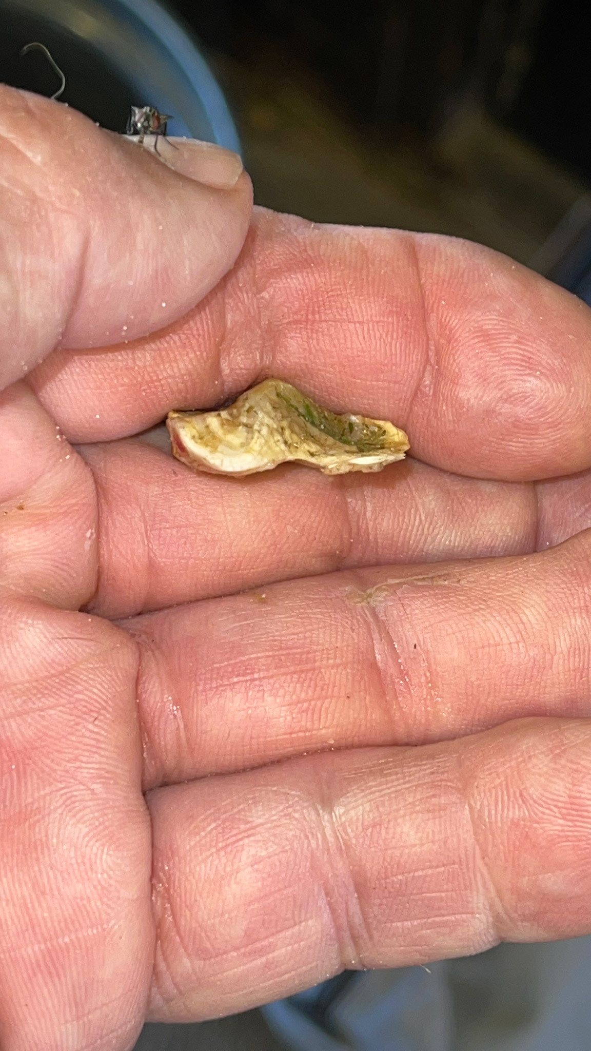 A thin, sagittal fracture piece from a cheek tooth: 3 views