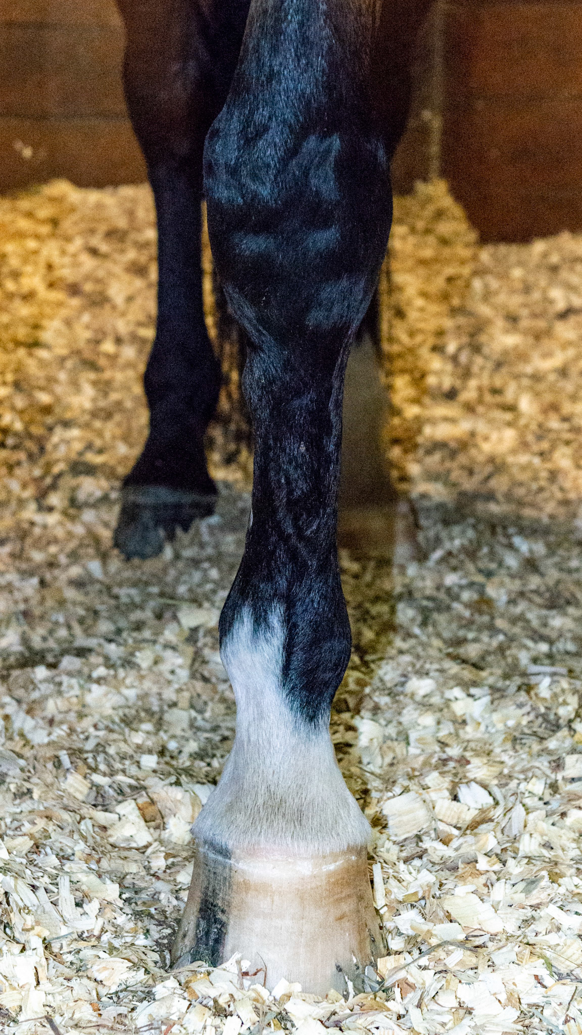 High medial splint of the LF cannon bone.