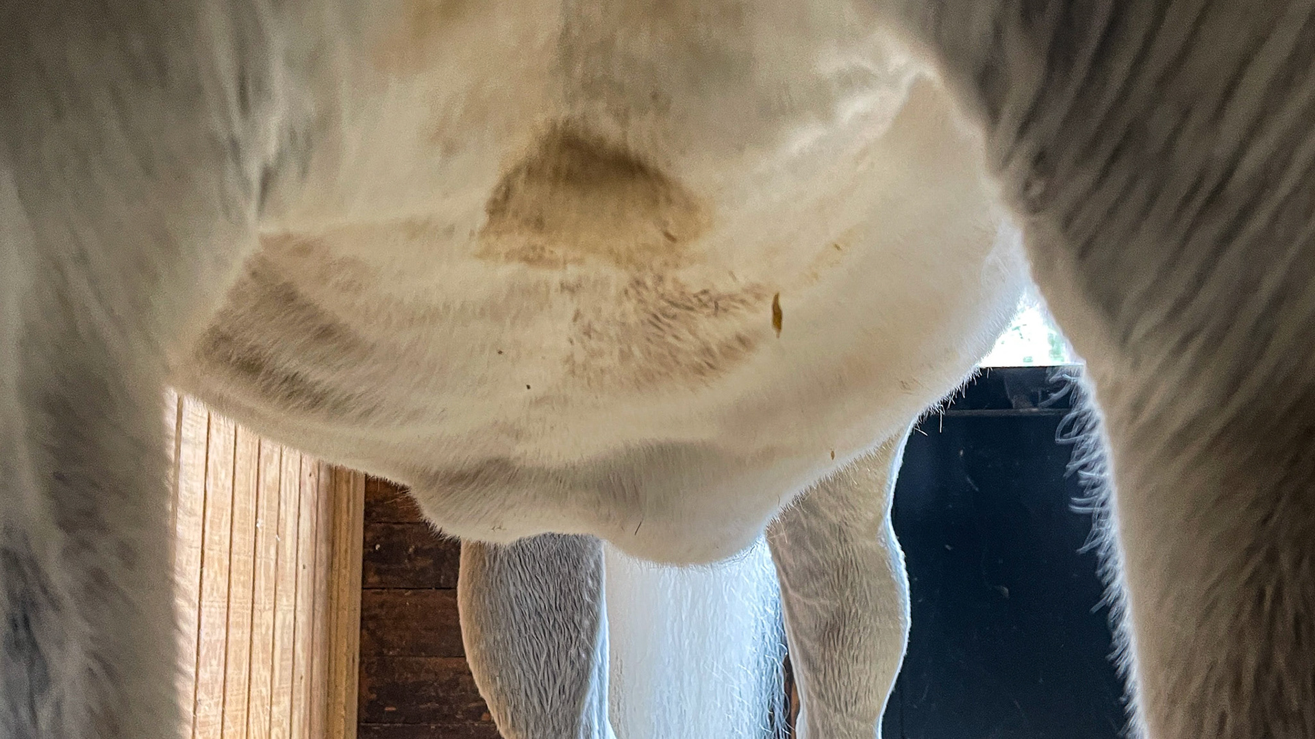 Ventral pitting edema of unknown cause.