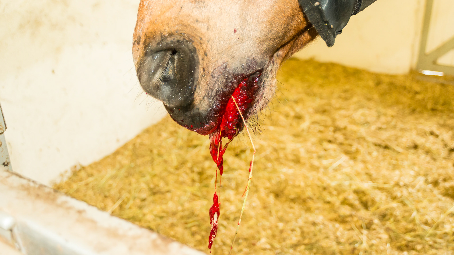 Cheek teeth fracture horse 6 - Clotting hemorrhage post #209 palatal tooth fracture piece extraction