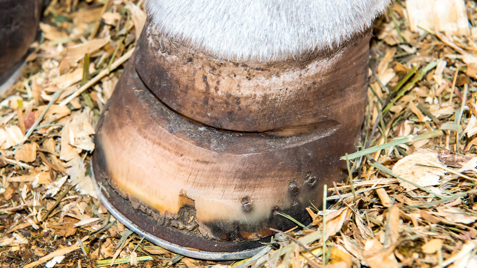 The LF does not have a toe resection but like the RF, it has had a groove drilled out from one quarter to the other.  I am not sure the function of this.