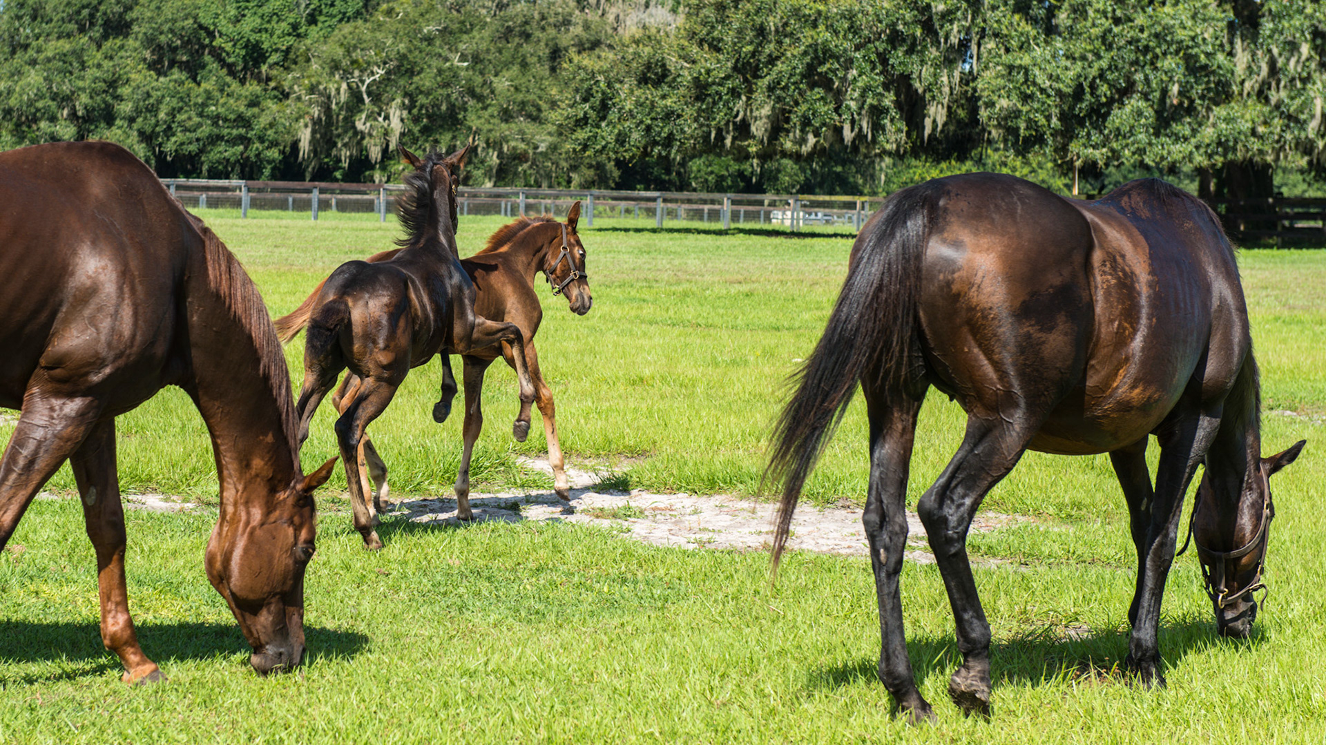 Foals playing as the mothers eat with a watchful eye.