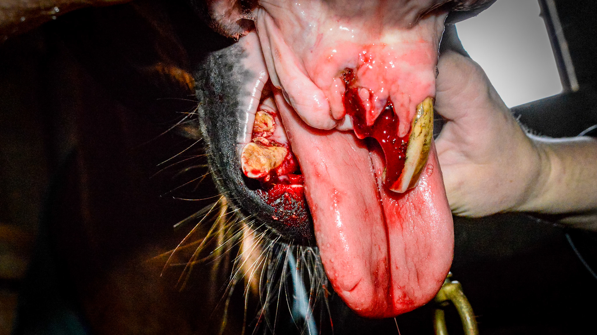 ETORH horse 5 - with loose, painful, &amp; necrotic incisors. Excessive tartar due to tongue not moving over the painful teeth. Extracted with IV sedation and analgesics. Horse went right to eating without difficulties afterwards.