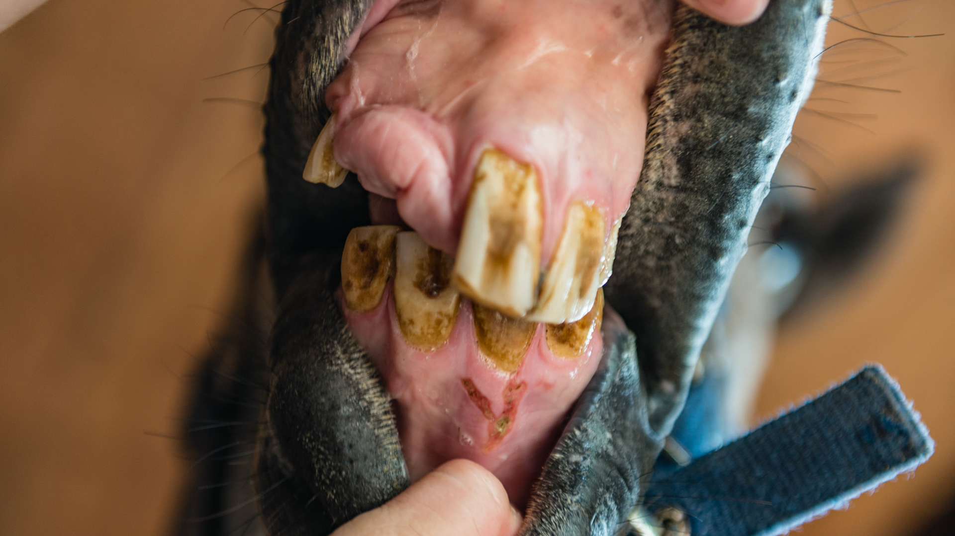 Horse A - 1 YEAR LATER - (4 yr old TB G with trauma causing the loss of 101 and 102 plus deforming the lower incisors with a retained 81)