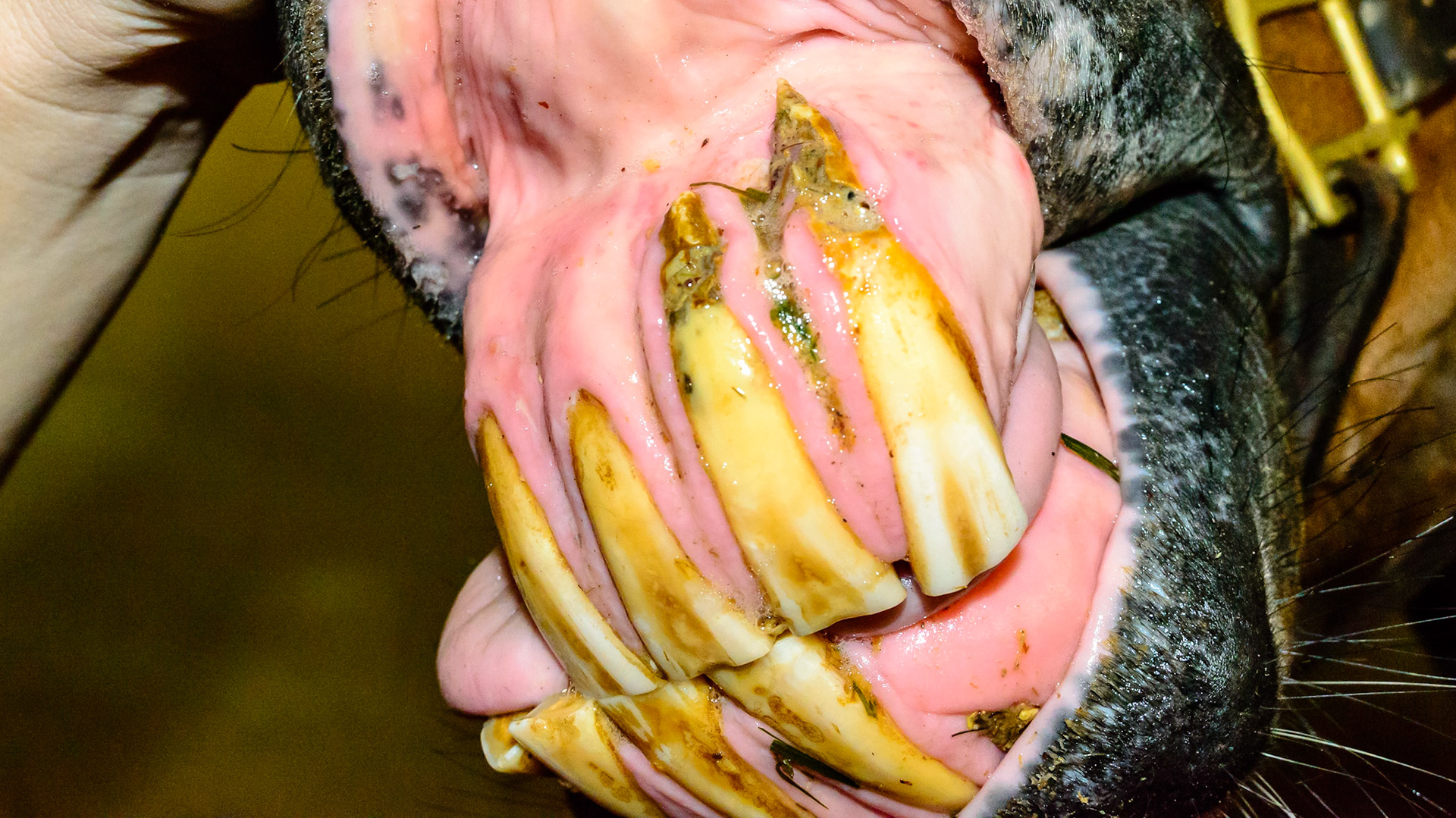 EOTRH horse 3 - with missing incisors and exposed tongue.