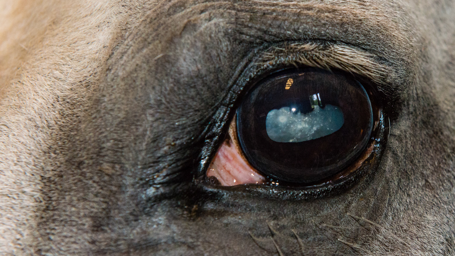 Cataract in only one eye in a 31 year old Arab G.