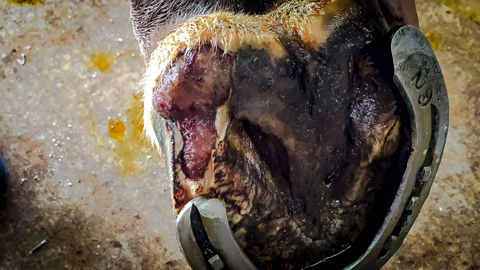 The owner snapped this image of her horse who had just lost the heel of this hoof.  It was very bloody. In this image a shoe has been applied to support the remaining hoof while the new hoof grows in.  Note the granulation tissue (pink) which needs to be kept level to allow a new heel to form. It may actually prevent new hoof growth.  I have no follow up on this case.