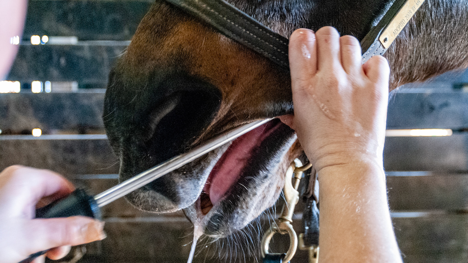 This horse drools a lot.  The float rasp is being used to loosen the calculus.