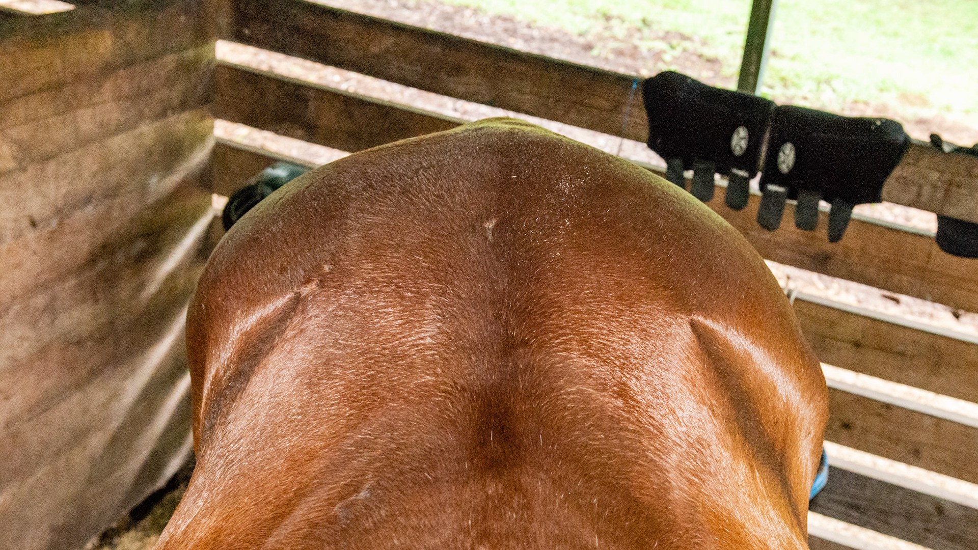 Looking down on the hips, you can see that the horse's right hip has a sunken look compared to the other side. The horse moves pain free and competes well.