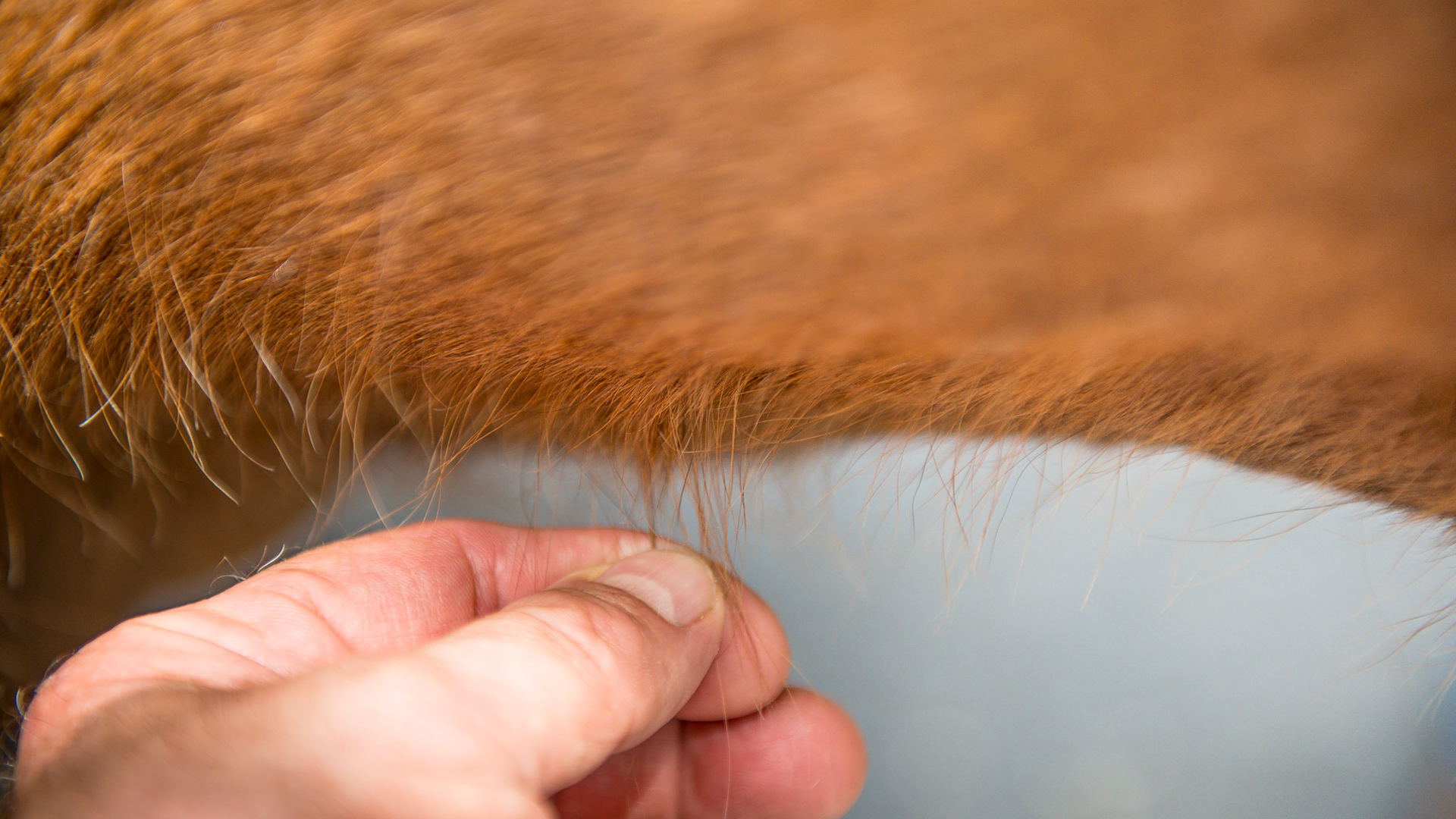 Worm hairs are firmly attached long thin hairs that are painful when pulled.  They are associated with a poor, lifeless hair coat and a parasite load.  Treatment is deworming once a week for 3 weeks and these stubborn hairs will disappear and the hair coat will gain luster - all without rubbing.
