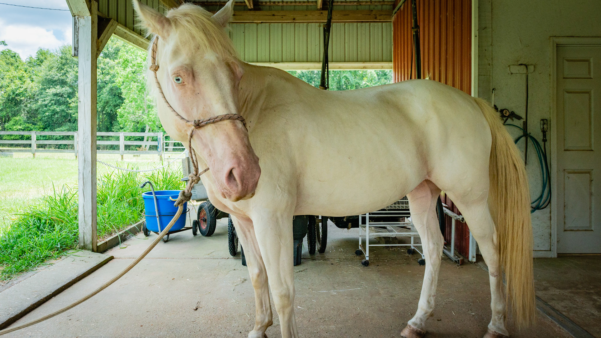 The cremello color is a dilution of the chestnut gene.  Notice the lack of dark mane, tail, and distal limbs consistent with a chestnut.