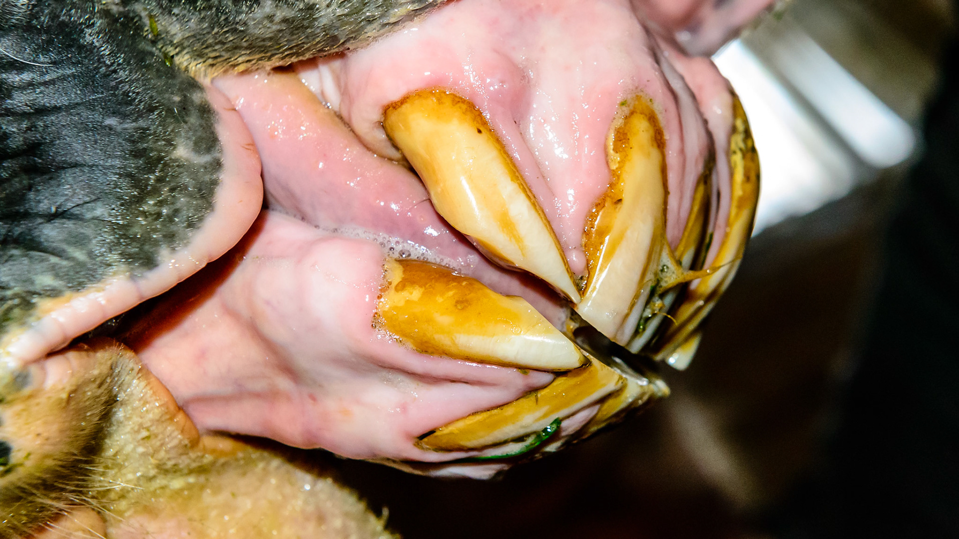 EOTRH horse 21 - Receding gum lines and bulbous profile.