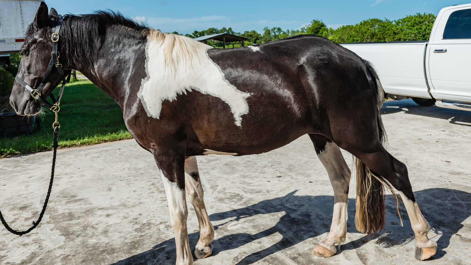 Horse B - BCS 7 - Fleshy ~ A moderate trough along the backbone and more fat covering the ribs, tail head, withers, neck, and shoulders.