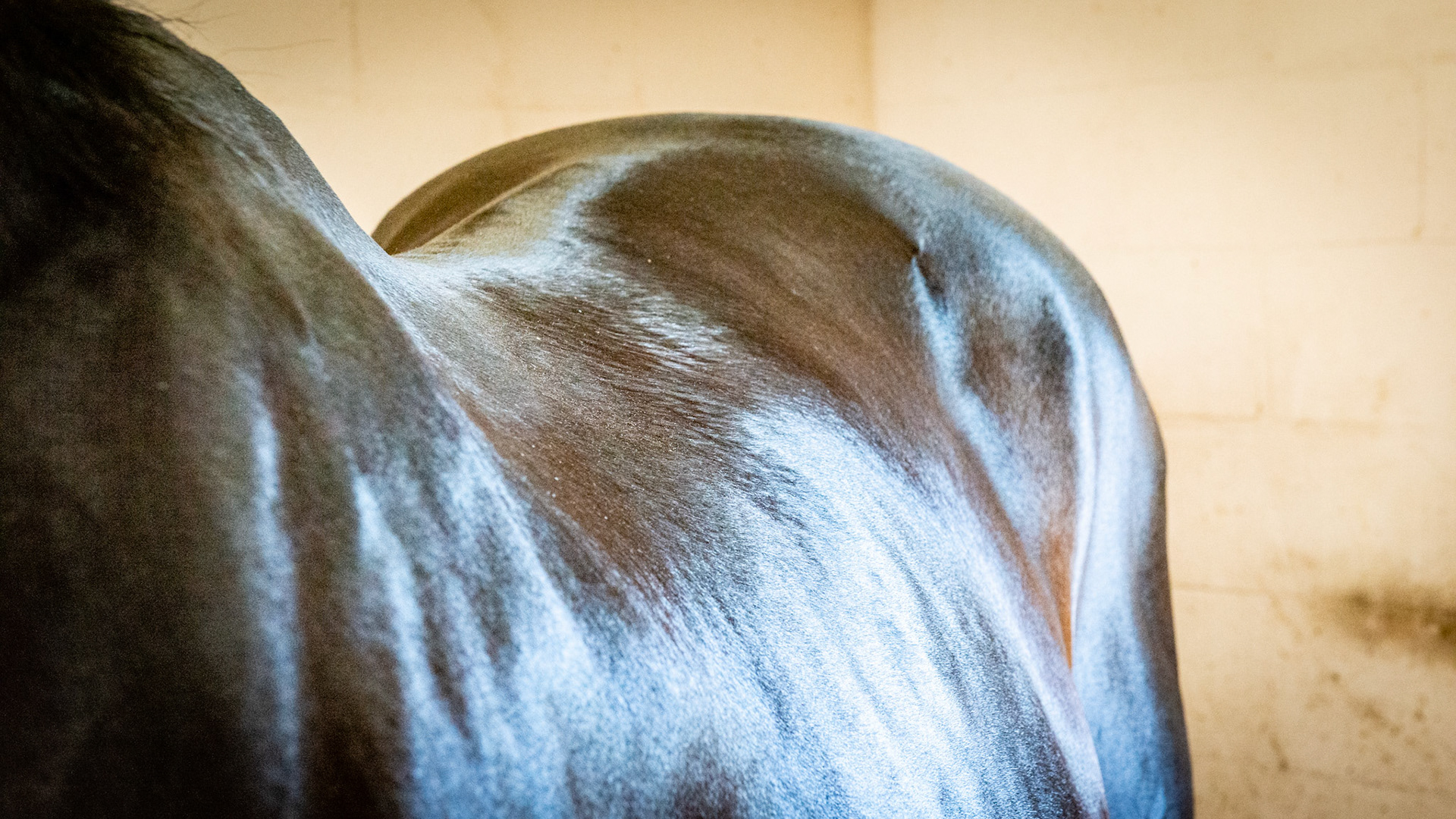 Top Line Score C = loss of musculature along the spine from the withers to before the rump (croup).