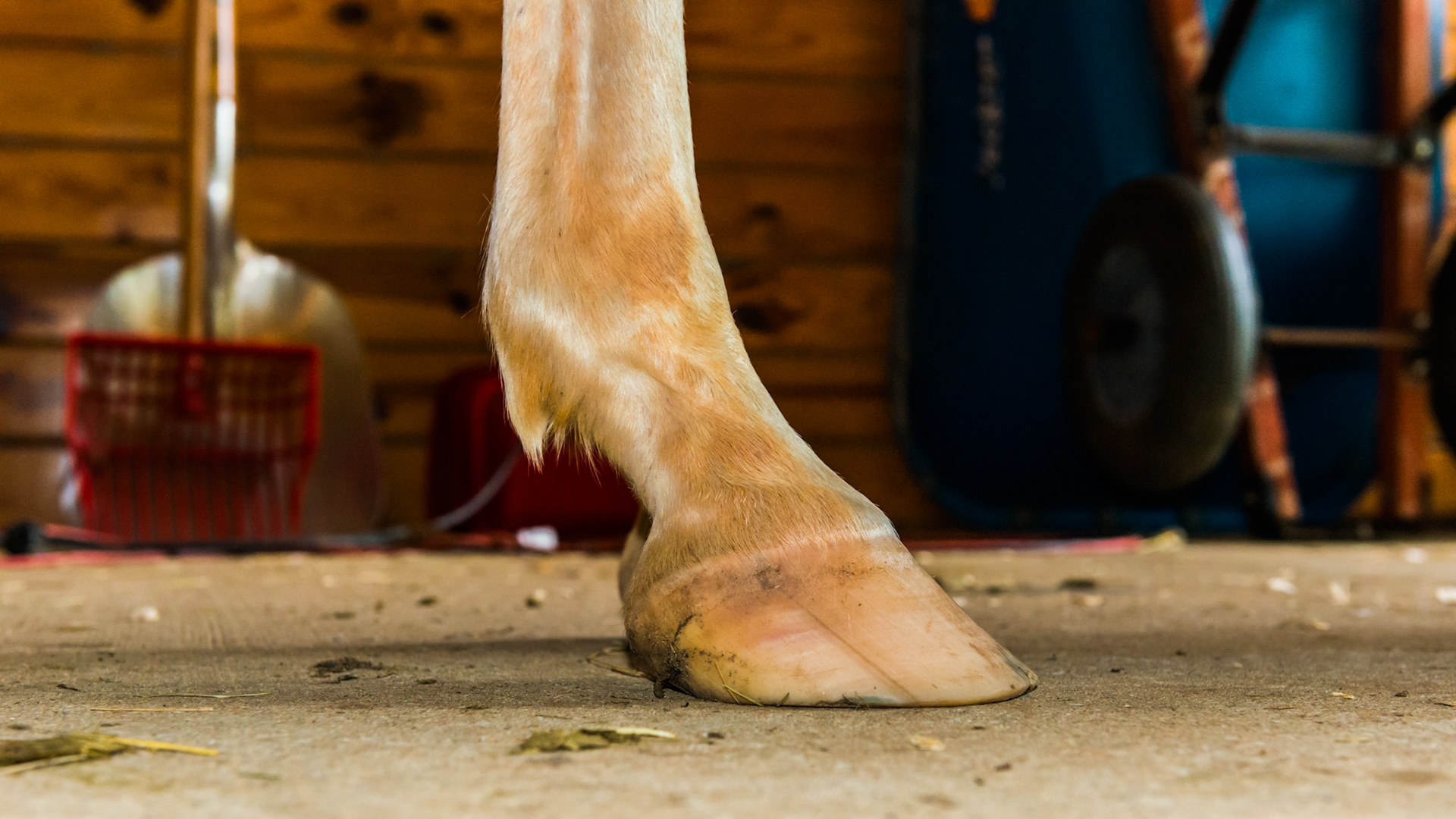 Horse B - RF lateral view - Hoof tubules at the heel  are starting to collapse.