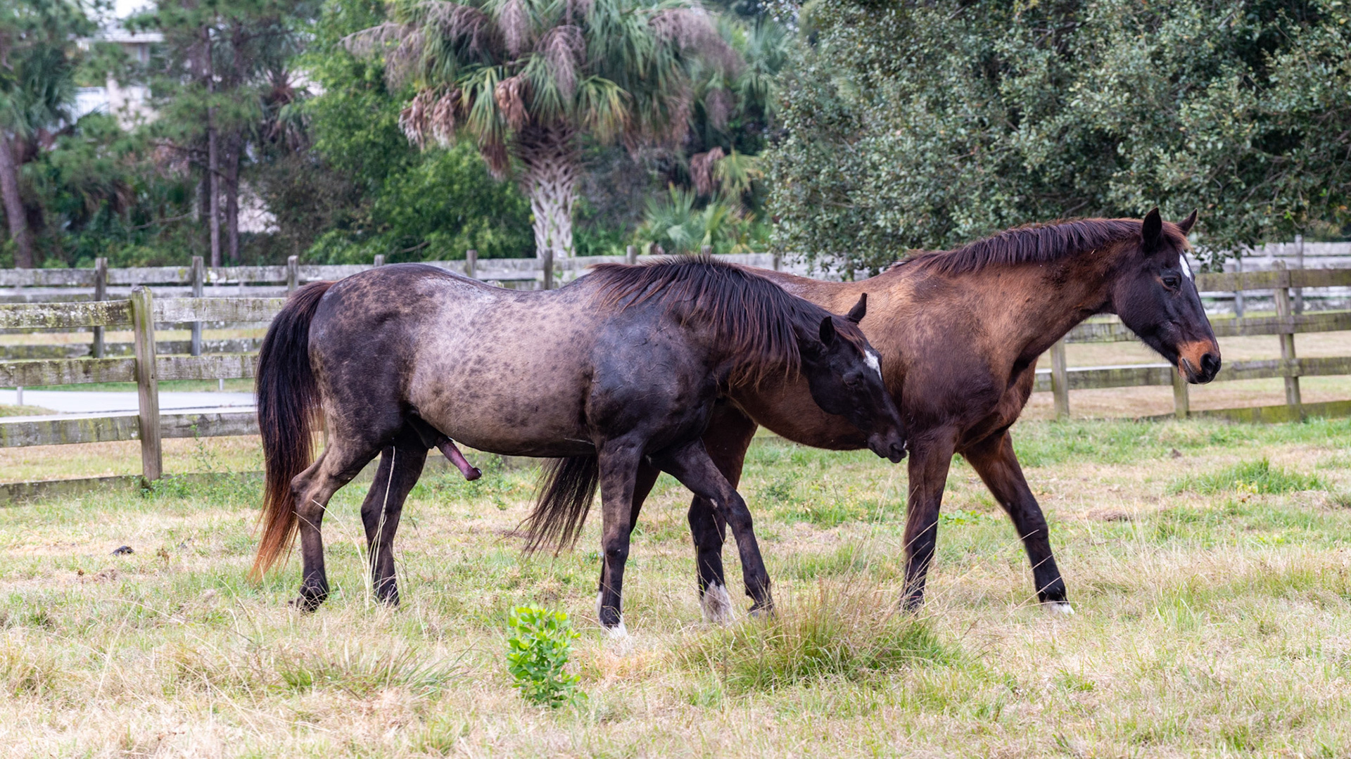 15/25 - She starts to walk away as he shows interest by walking close and nuzzeling her elbow area.