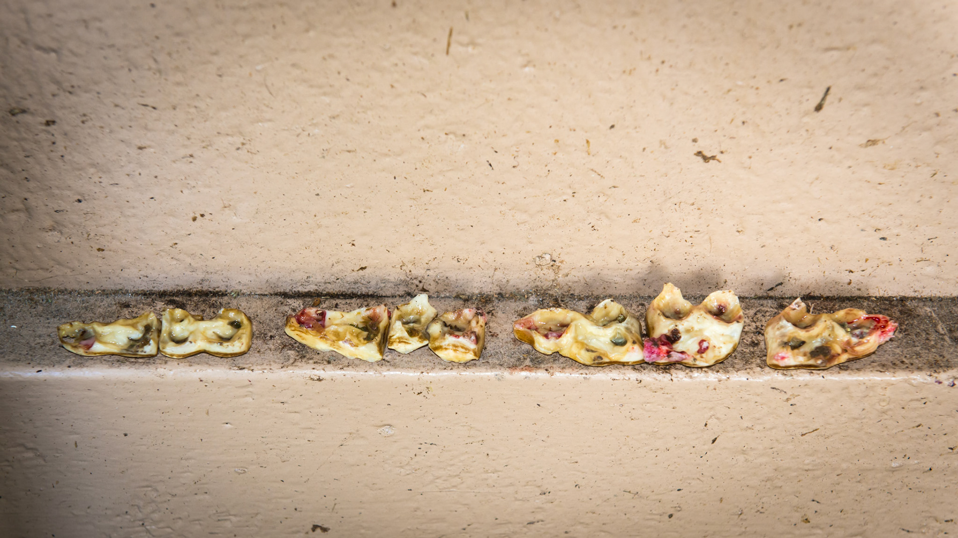 7 caps were mature and ready to come out. In the left half are the lower 6's and 7's.  #77 was broken in half.  This picture shows the under surface with the green food that has seeped in underneath.