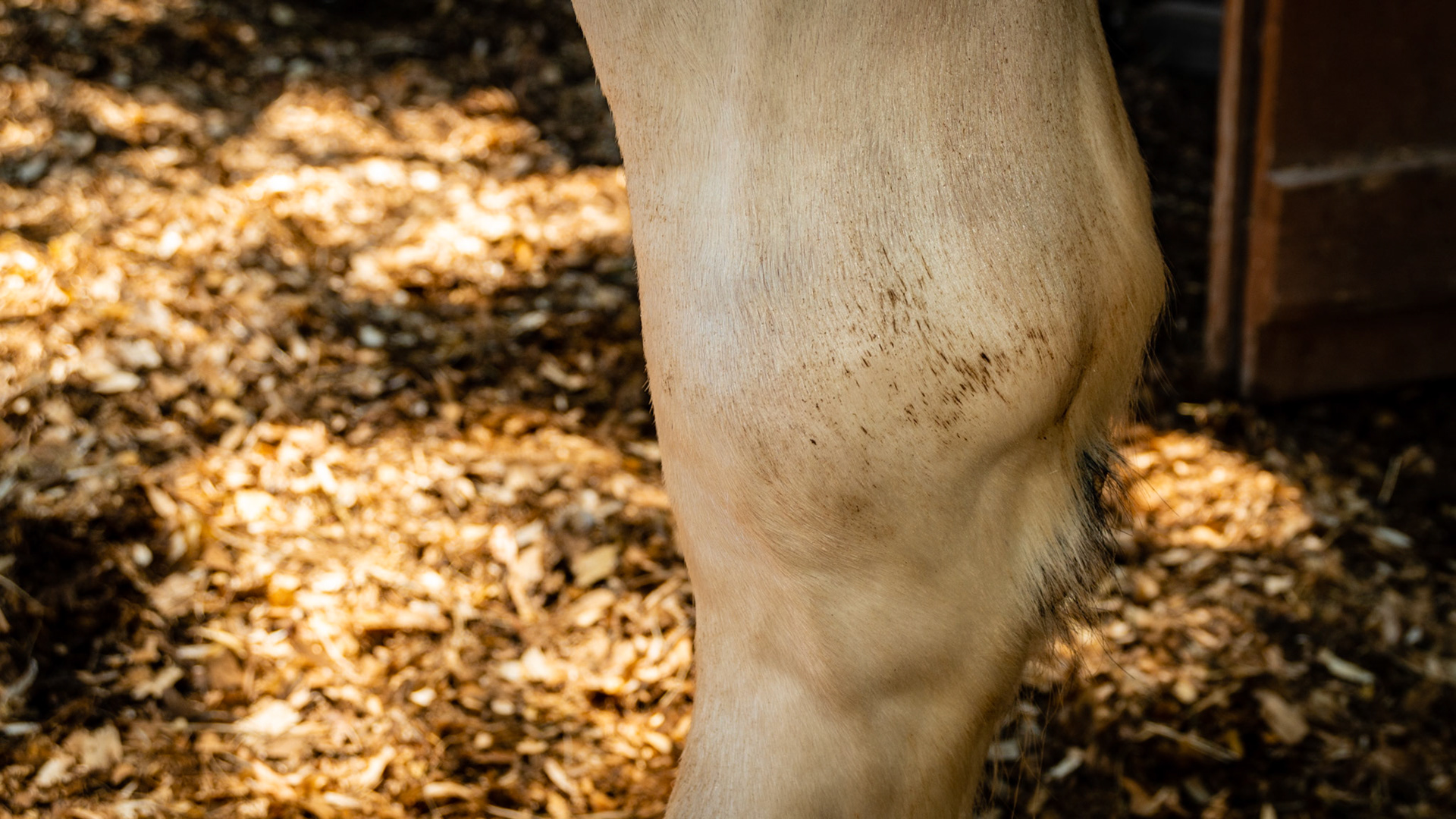5 yr Gypsy Vanner. OCD surgery right hock with collapsing varus deflection of left fore.