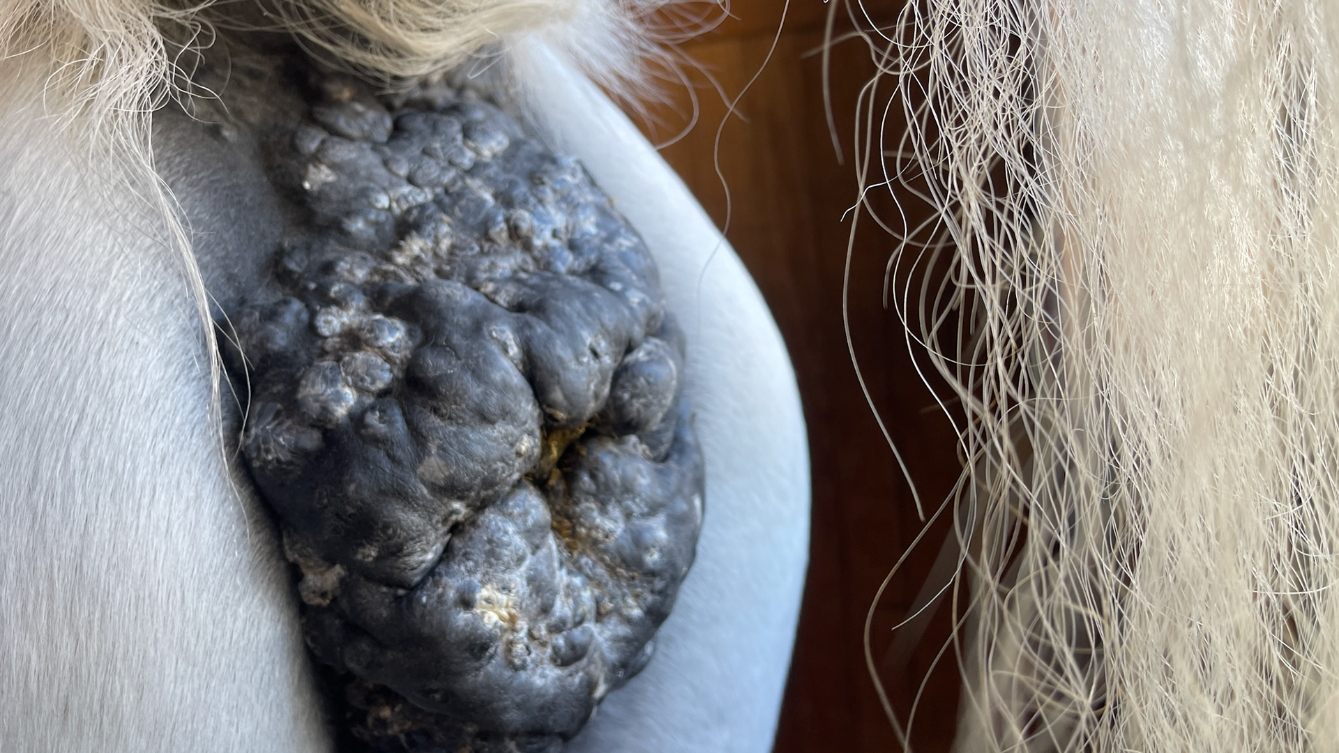 Severely affected with melanomas of the eyelids, 3rd eyelids, anus and perineum.